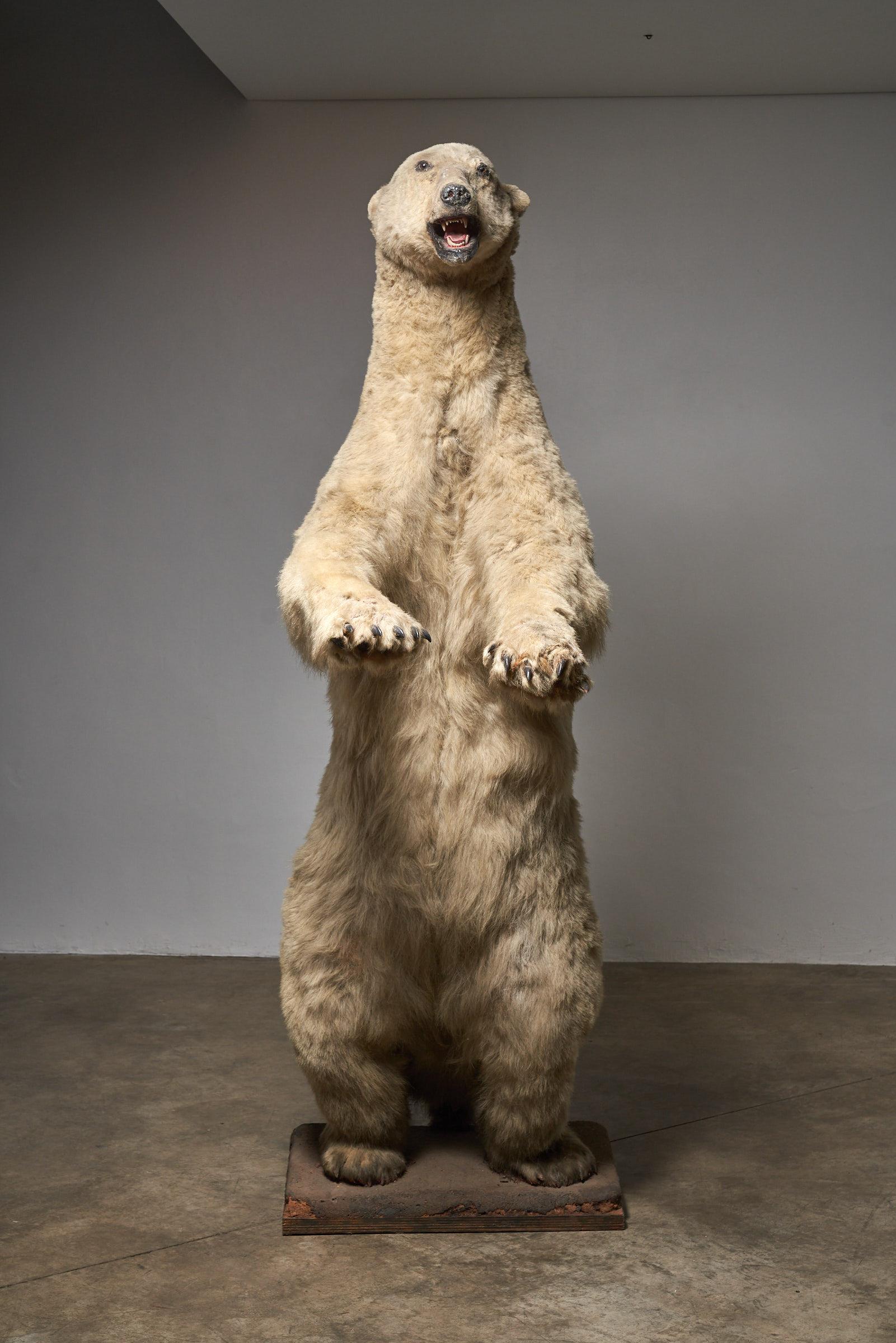 Este oso polar taxidermizado a tamaño natural es una pieza extraordinaria que capta la majestuosa presencia de este gigante ártico. Conservado y montado por expertos, este oso polar se mantiene erguido sobre sus patas traseras, mostrando su poderosa