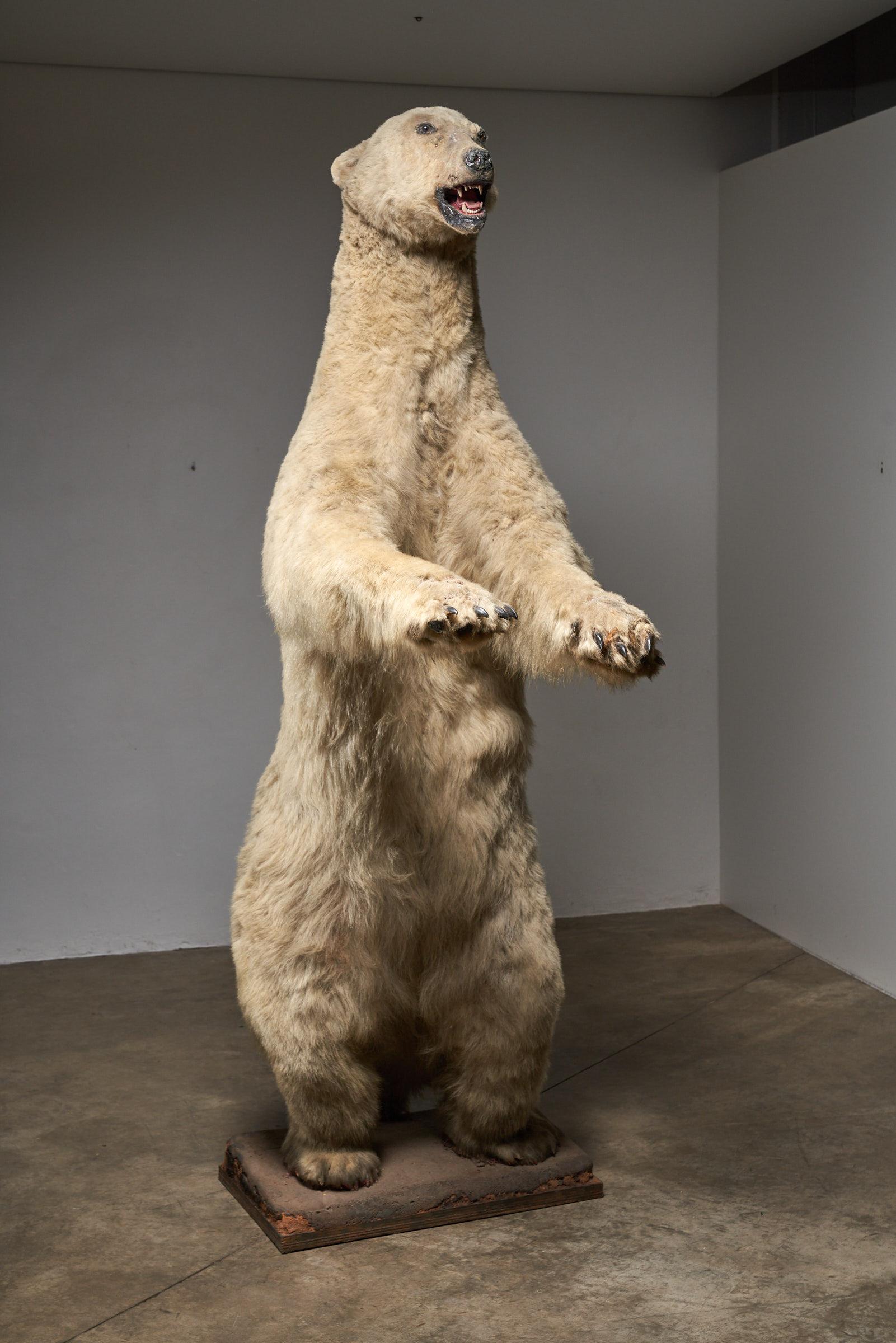 oso polar longitud