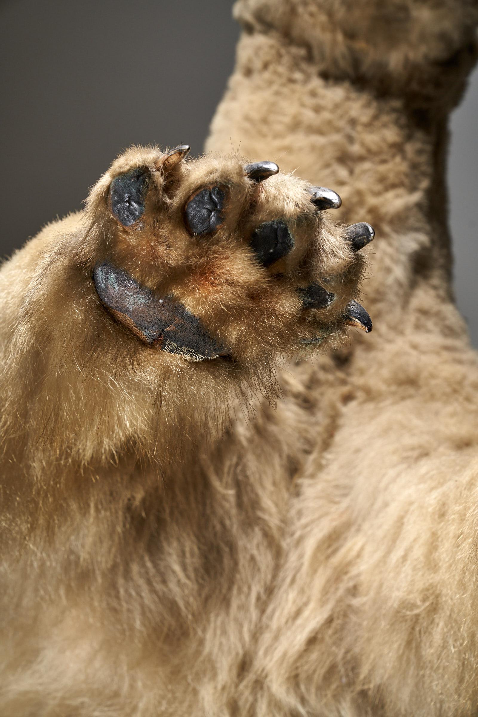 Taxidermia Oso Polar - Tamaño natural Desconocido en venta