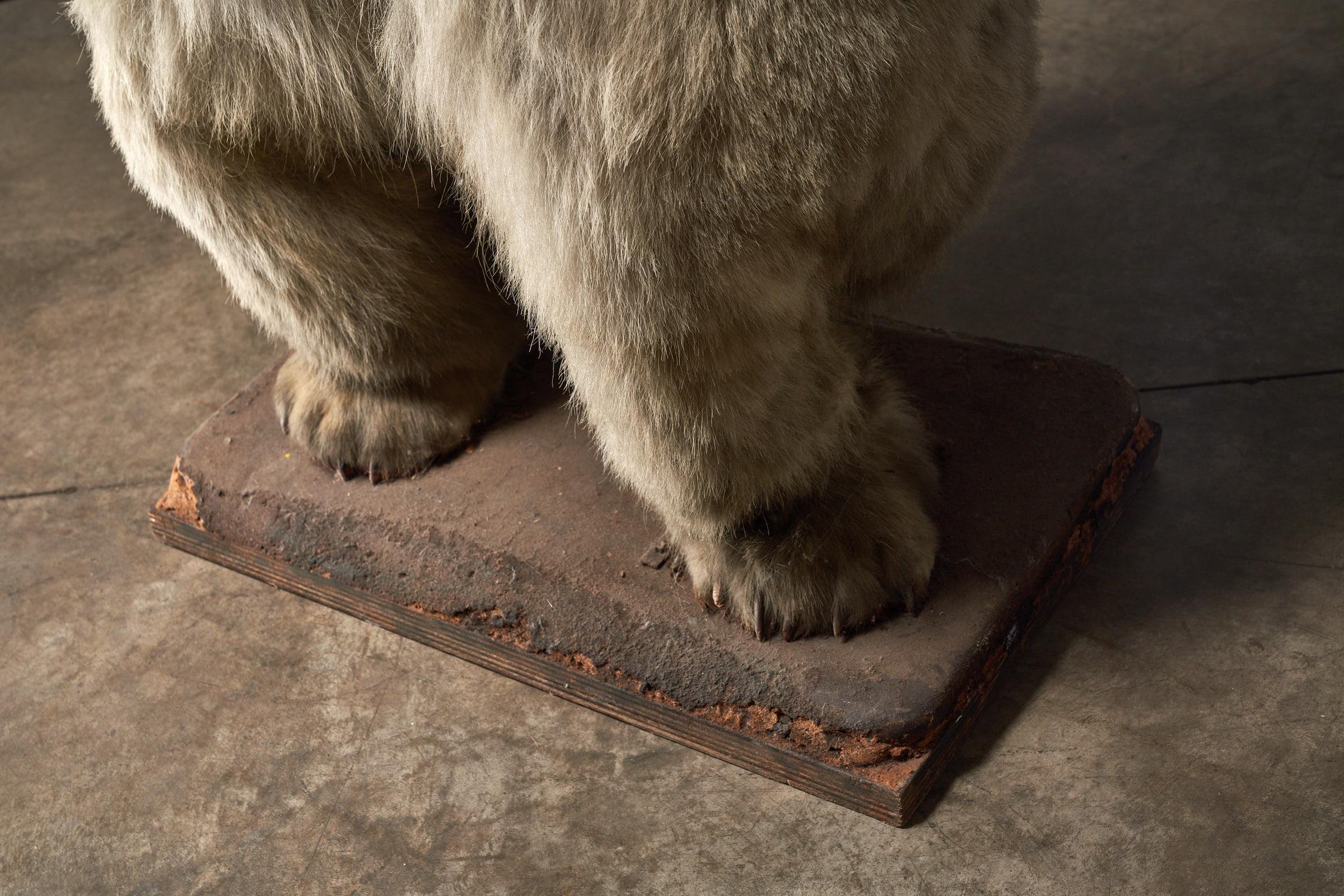 Taxidermia Oso Polar - Tamaño natural en Bueno estado para la venta en Mortsel, BE