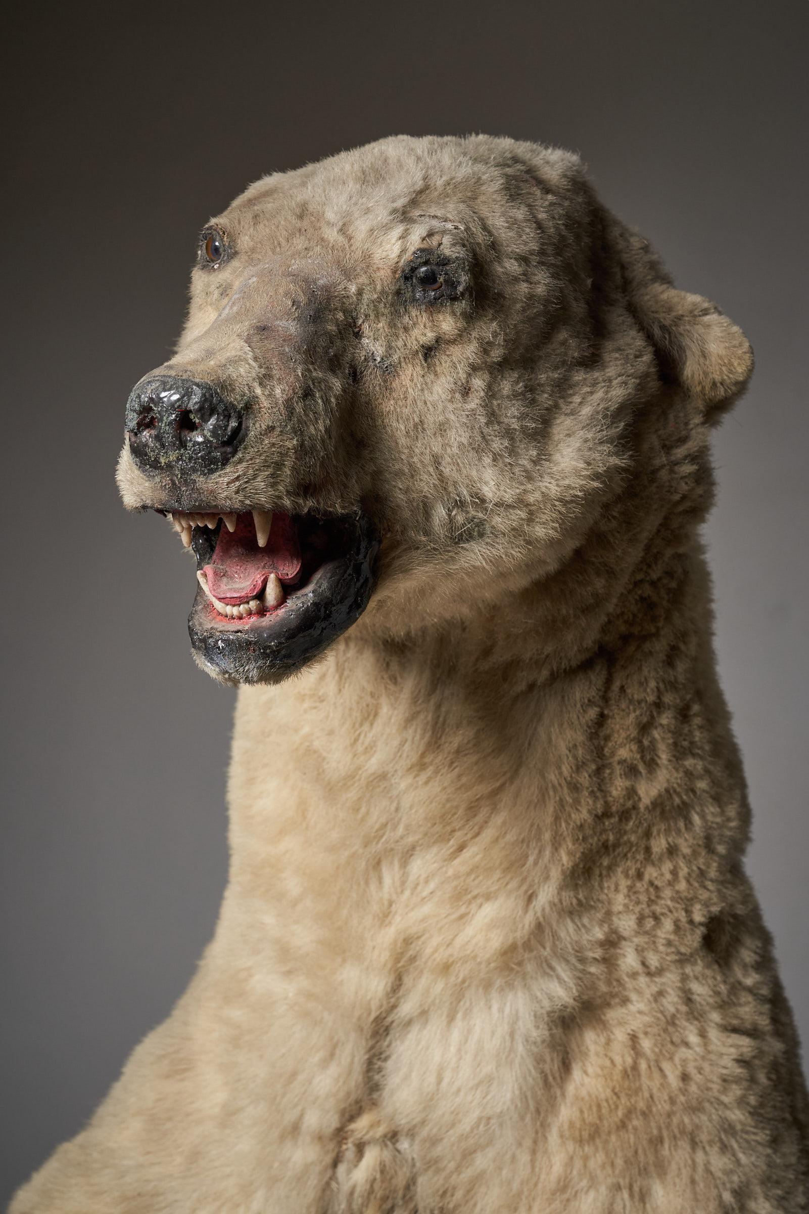 Taxidermia Oso Polar - Tamaño natural siglo XX en venta