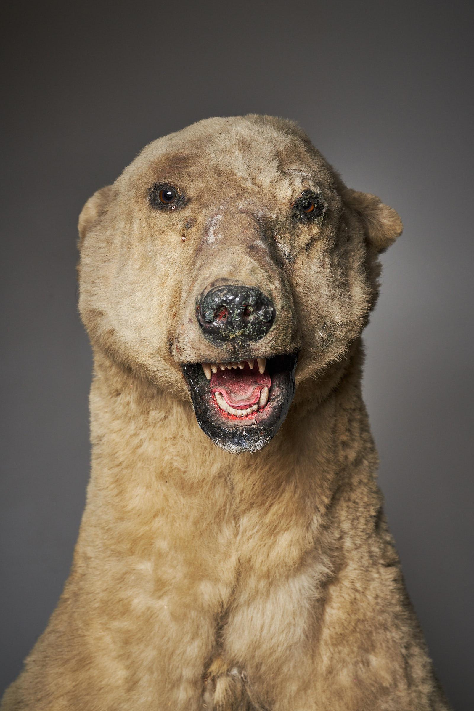 Taxidermia Oso Polar - Tamaño natural Piel de animal en venta