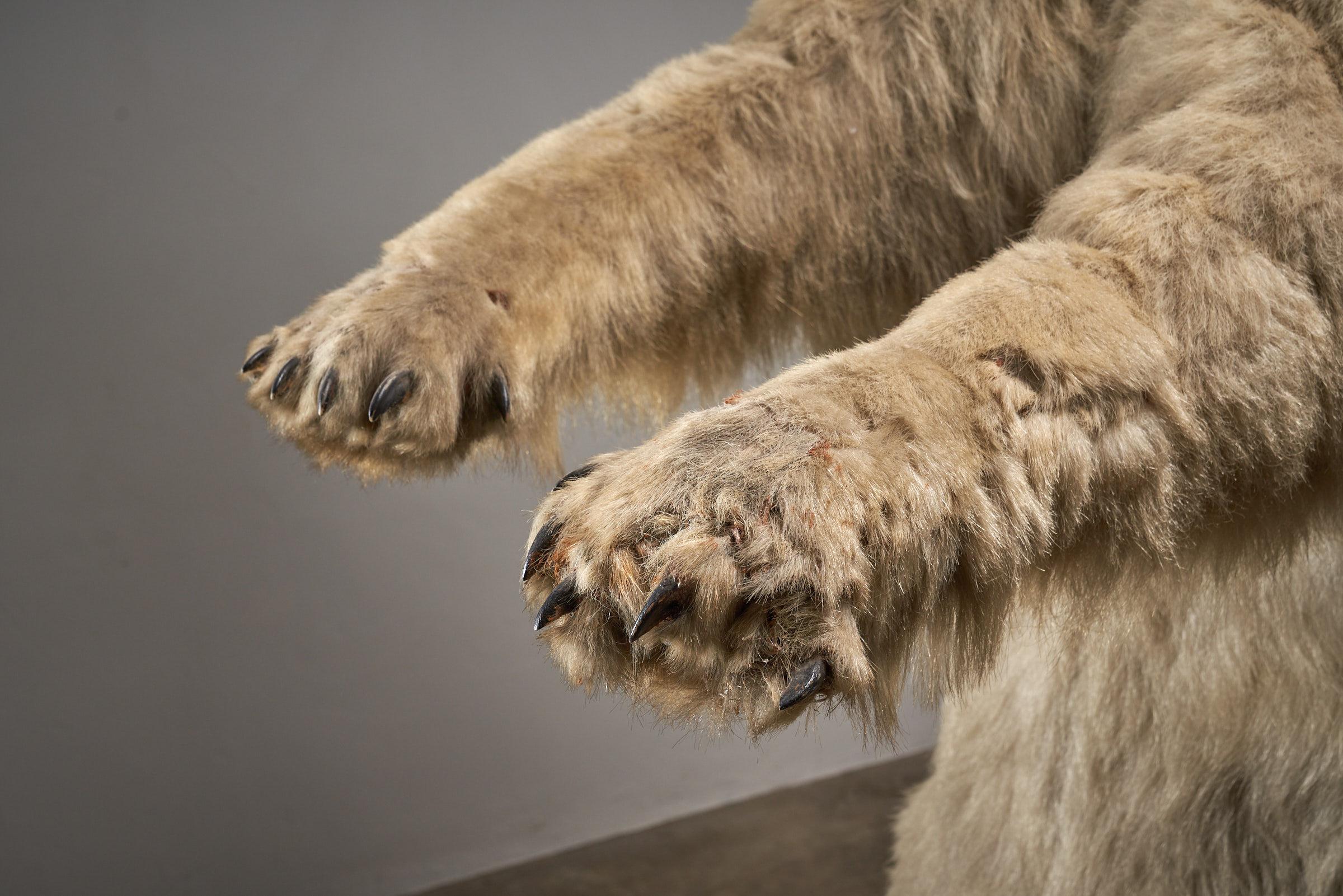 Taxidermia Oso Polar - Tamaño natural en venta 2