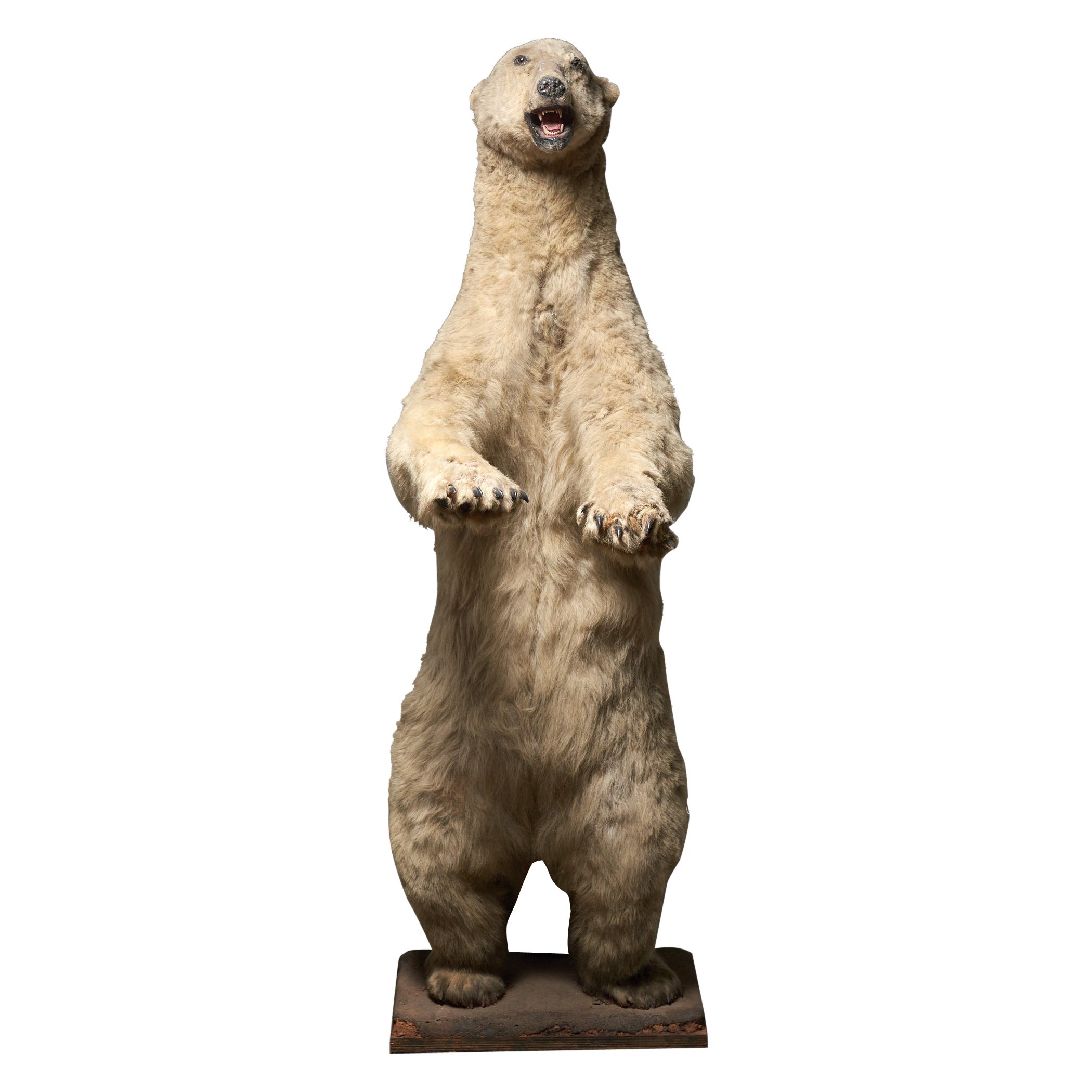 Ours polaire taxidermique - grandeur nature