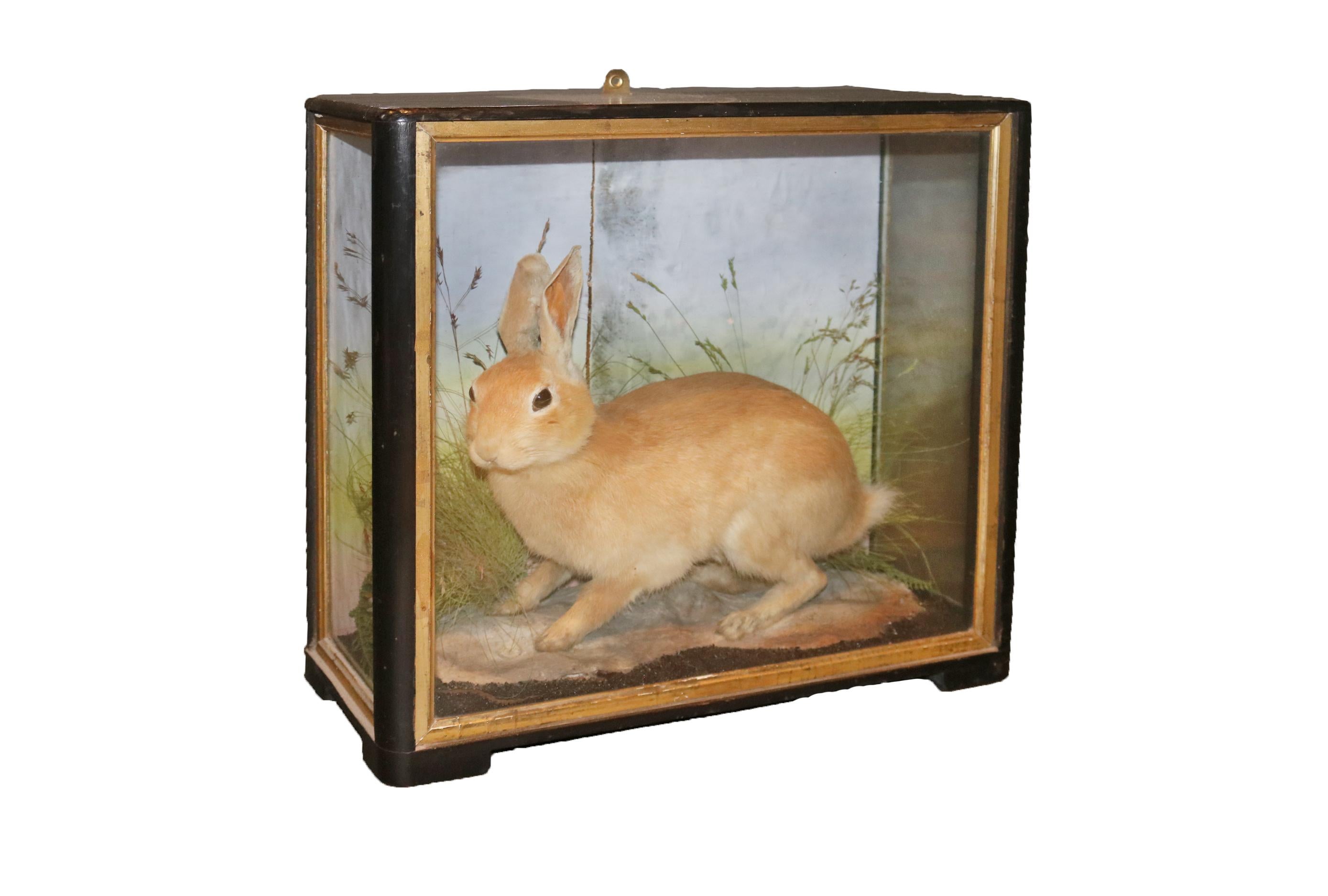 This attractive Victorian study of the common wild rabbit. The colouration of rabbits can throw back many generations so wild rabbits can vary from a pale white through to black.