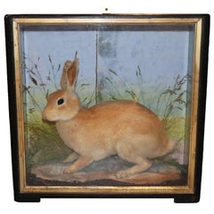 Taxidermy Rabbit in a Case