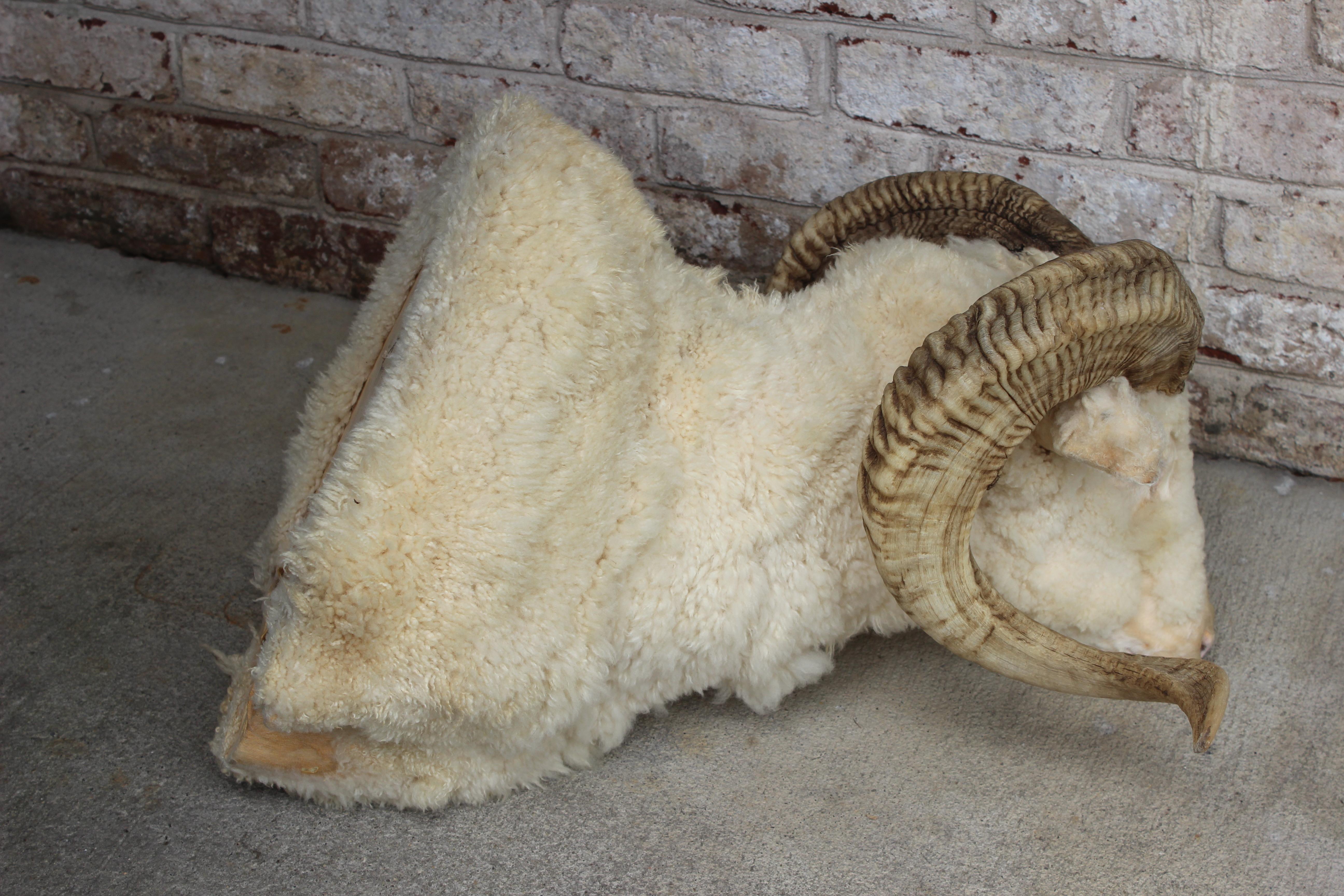 Taxidermy Ram Wall Mount In Good Condition In East Hampton, NY