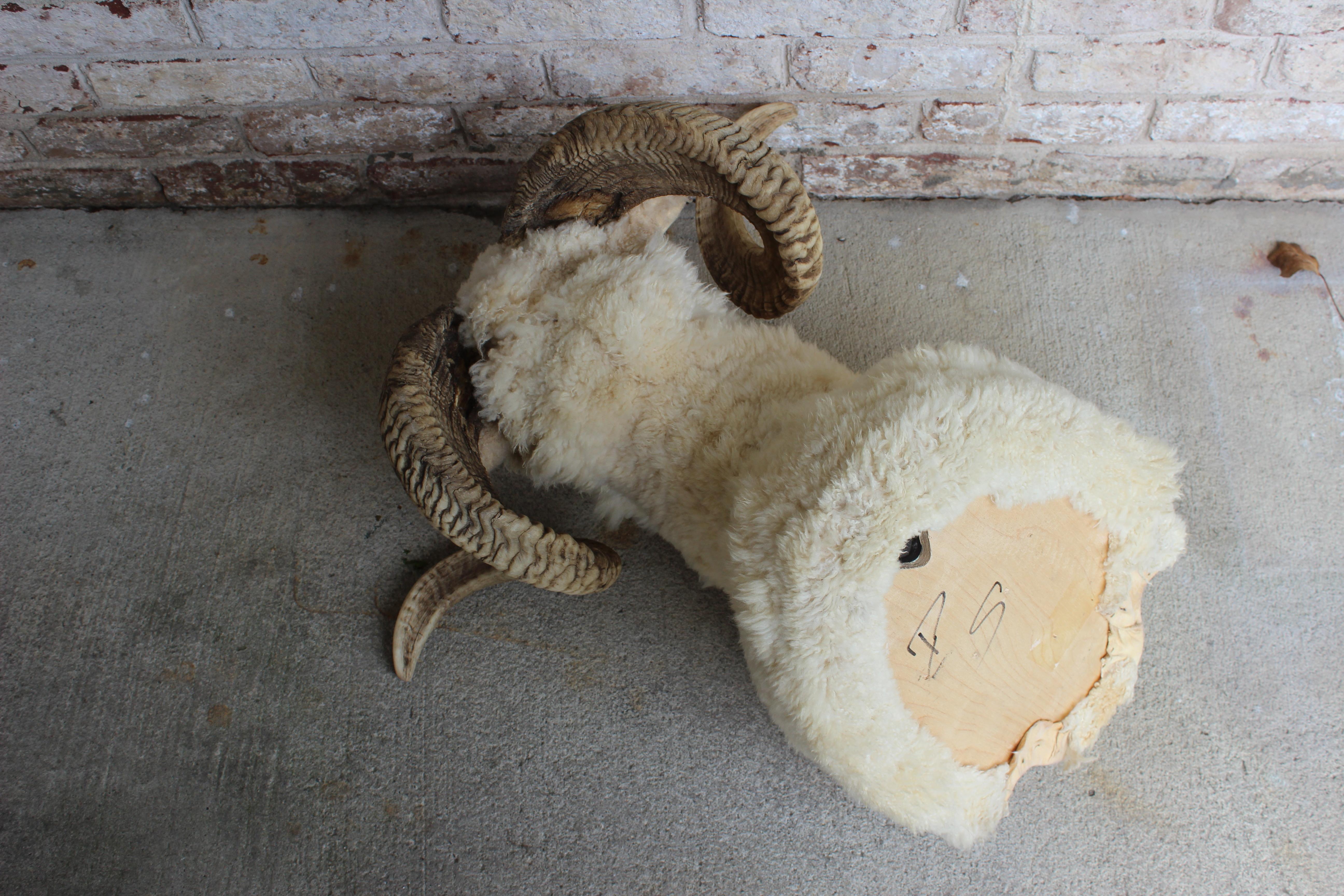 Sheepskin Taxidermy Ram Wall Mount