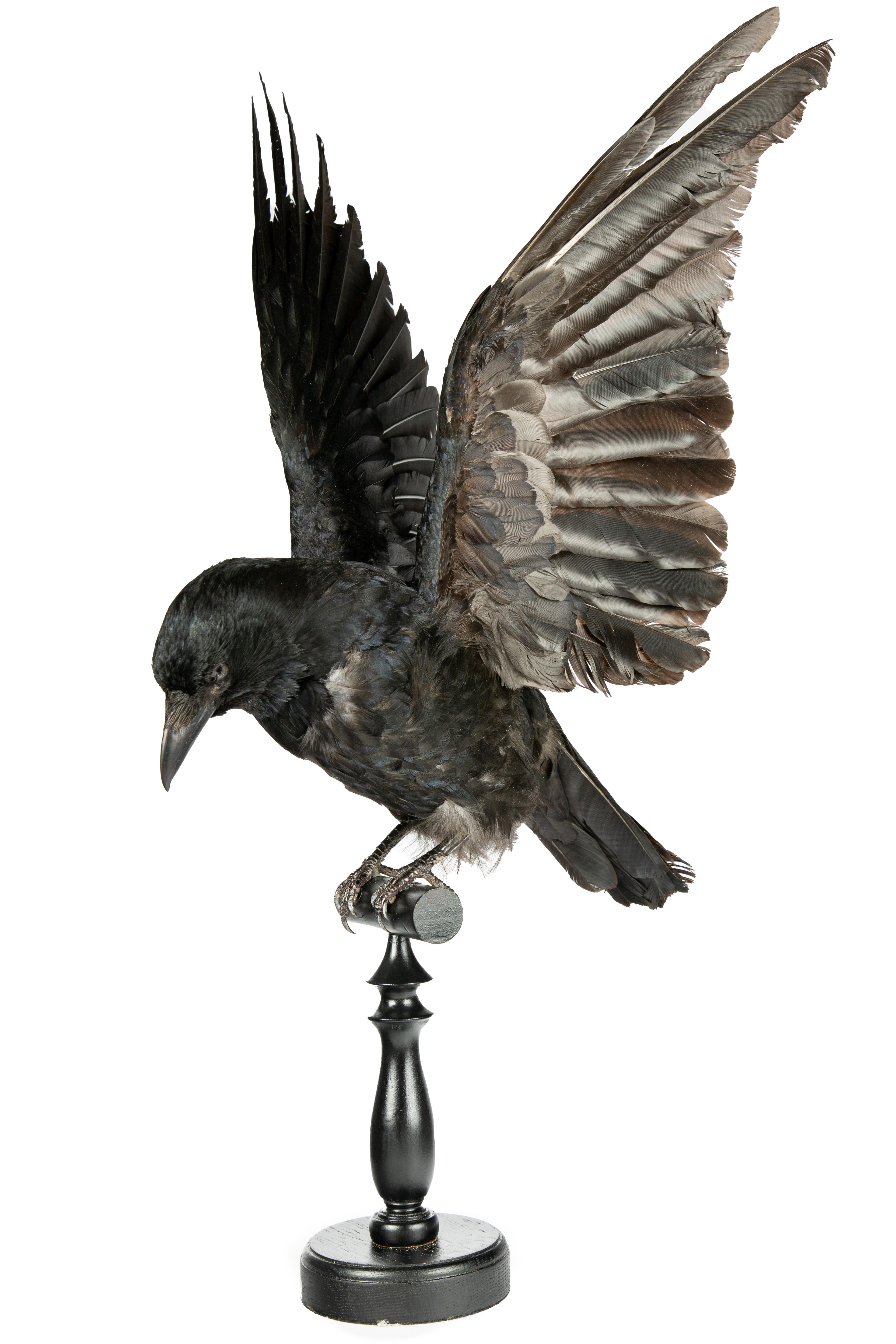 This taxidermy English Raven is a remarkable piece that captures the essence of this majestic bird. Measuring 14