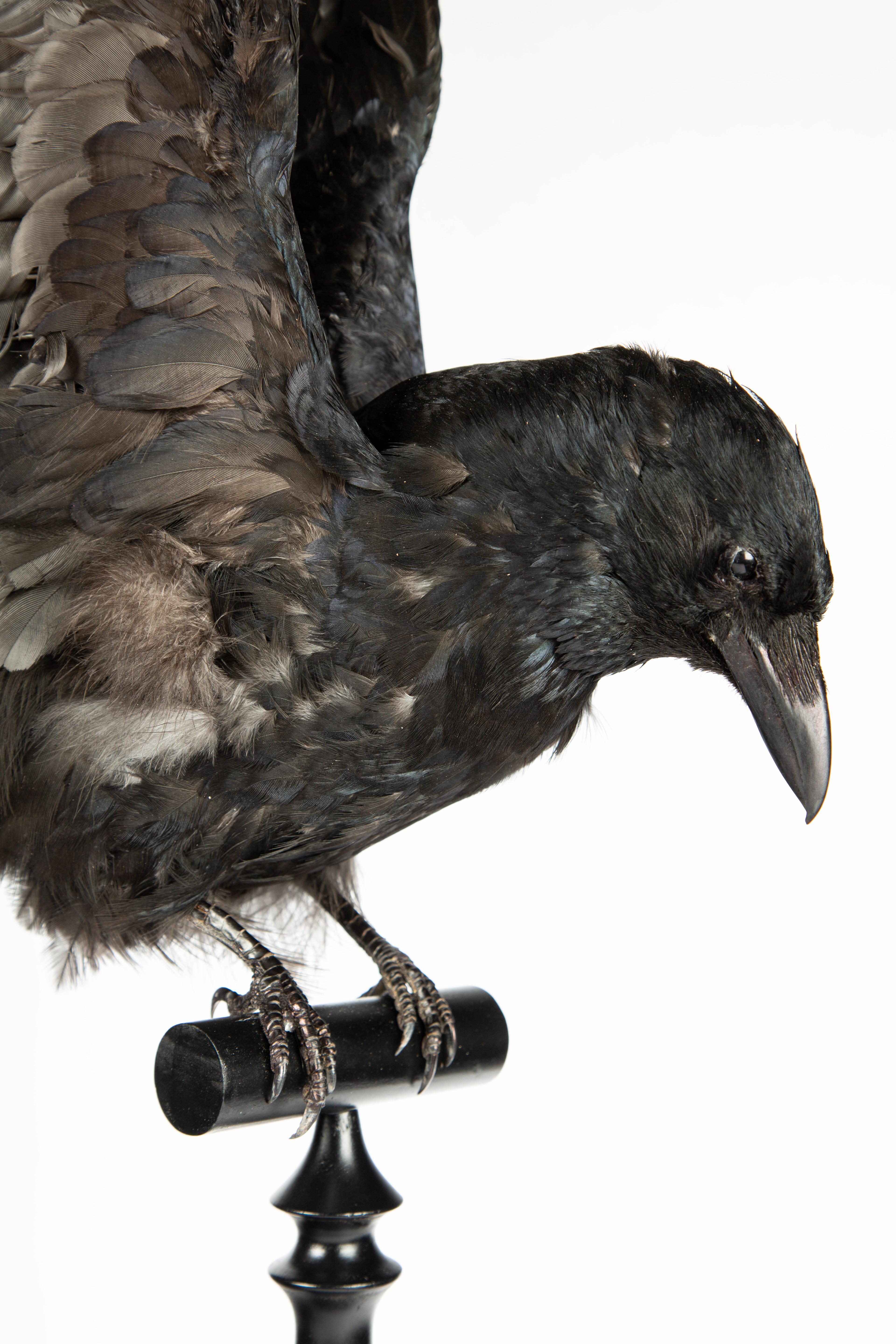 raven taxidermy for sale