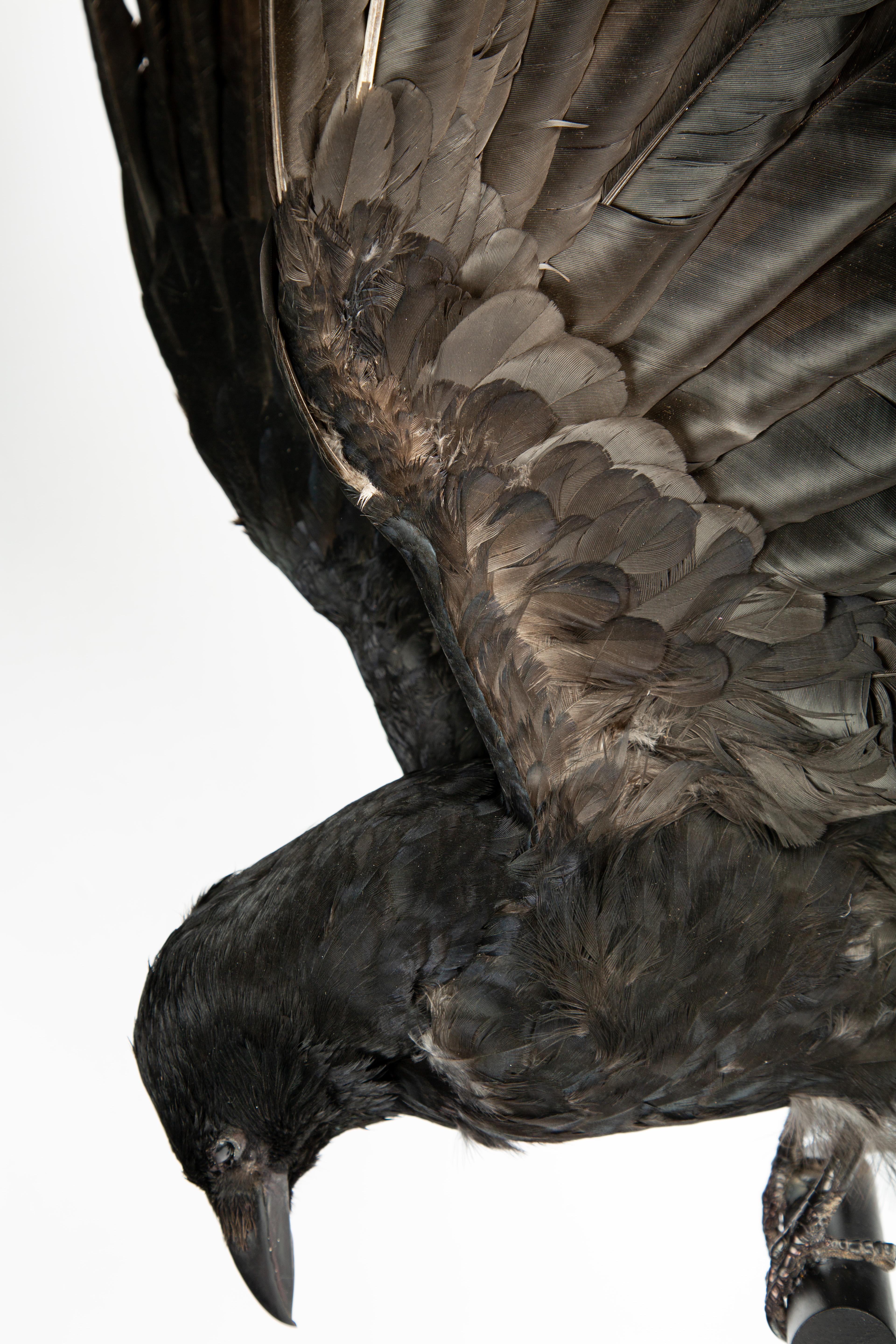 Taxidermy English Raven Perched on Black Base In New Condition In New York, NY