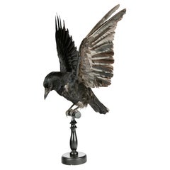 Taxidermy English Raven Perched on Black Base