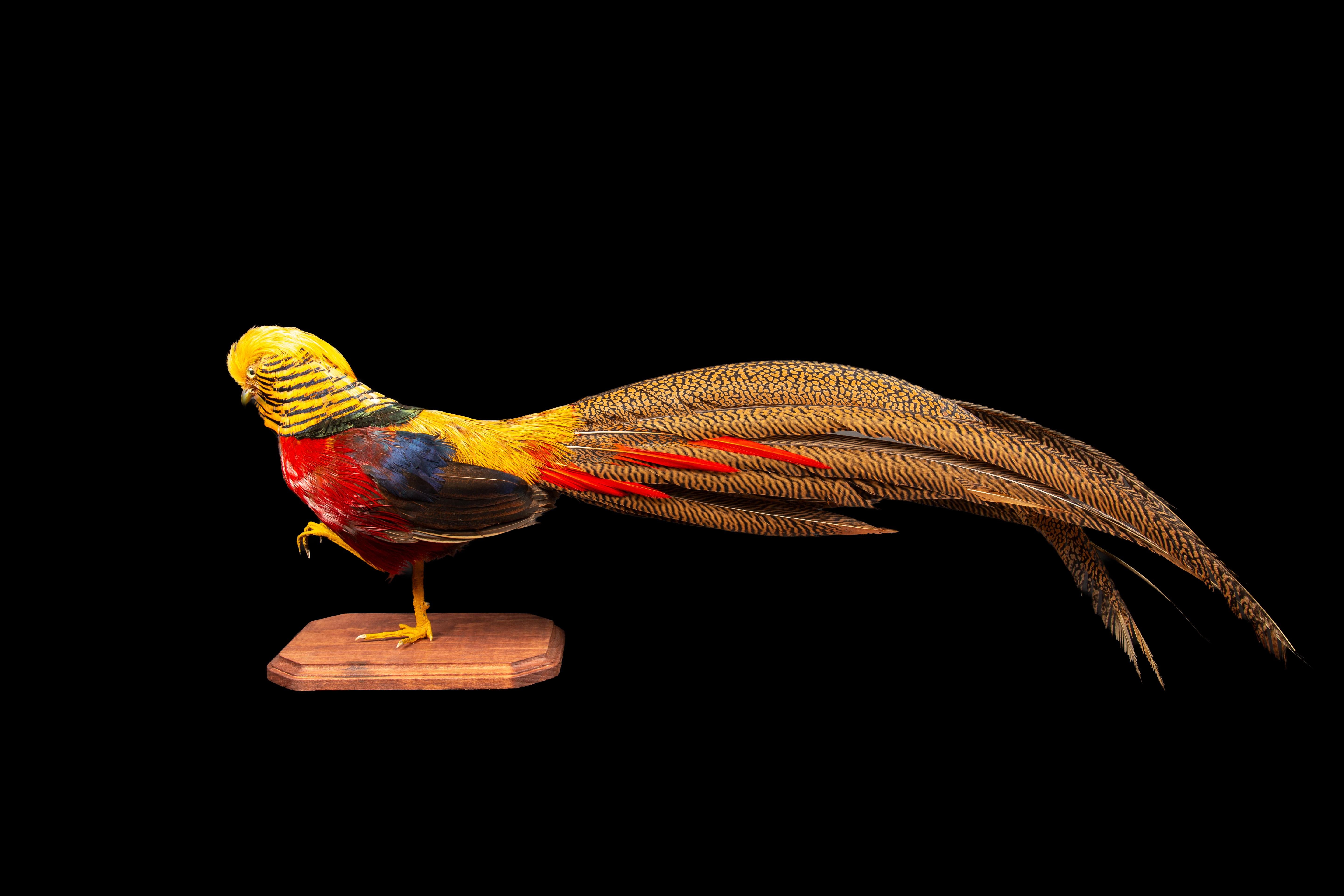 Exquisite in every detail, this meticulously crafted taxidermy specimen showcases the resplendent beauty of the Red Golden Pheasant (Chrysolophus pictus), affectionately known as the Chinese pheasant and rainbow pheasant. Impeccably preserved, it is