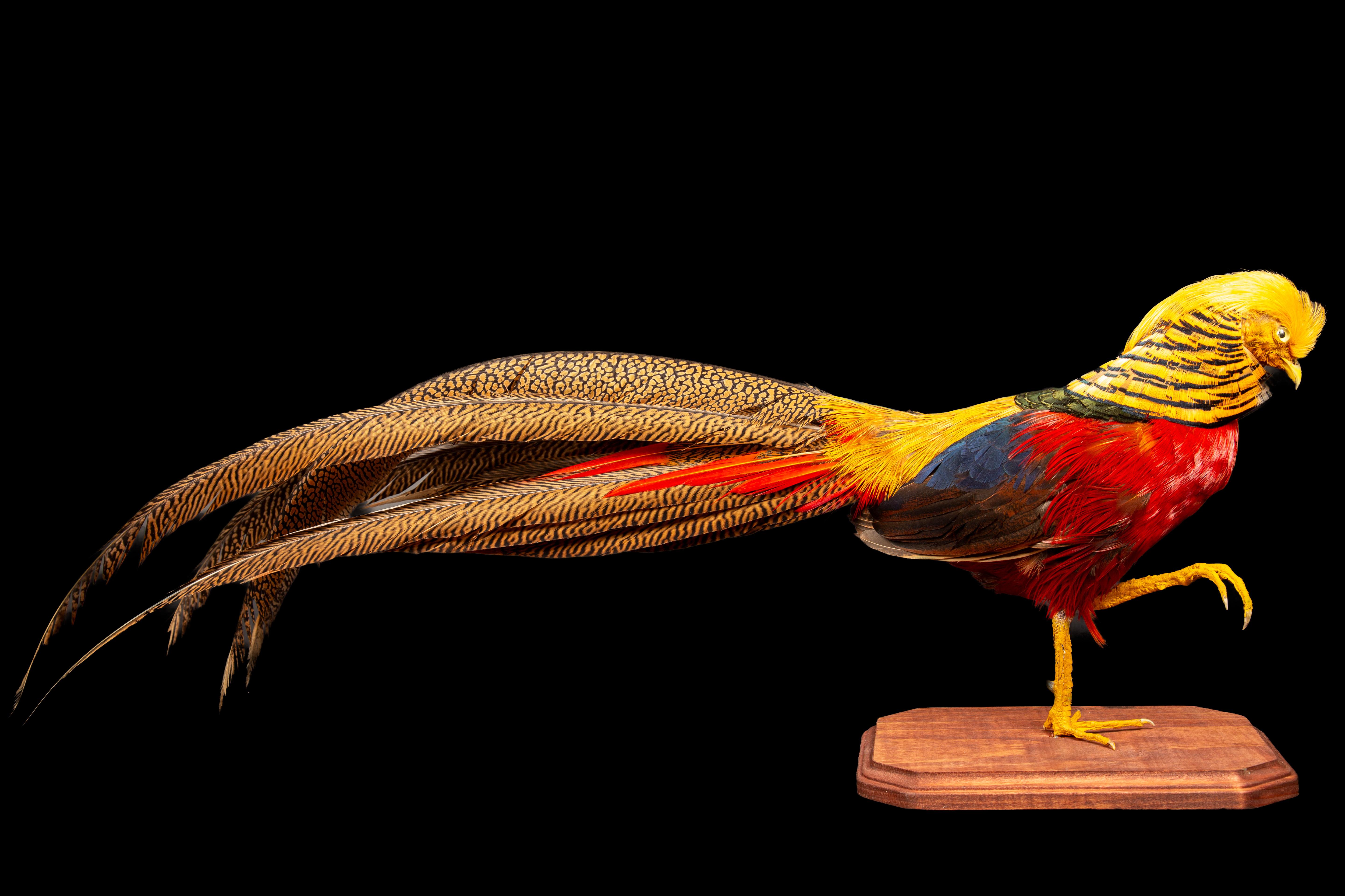 Victorian Taxidermy Red Golden Pheasant