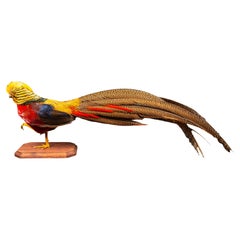 Vintage Taxidermy Red Golden Pheasant