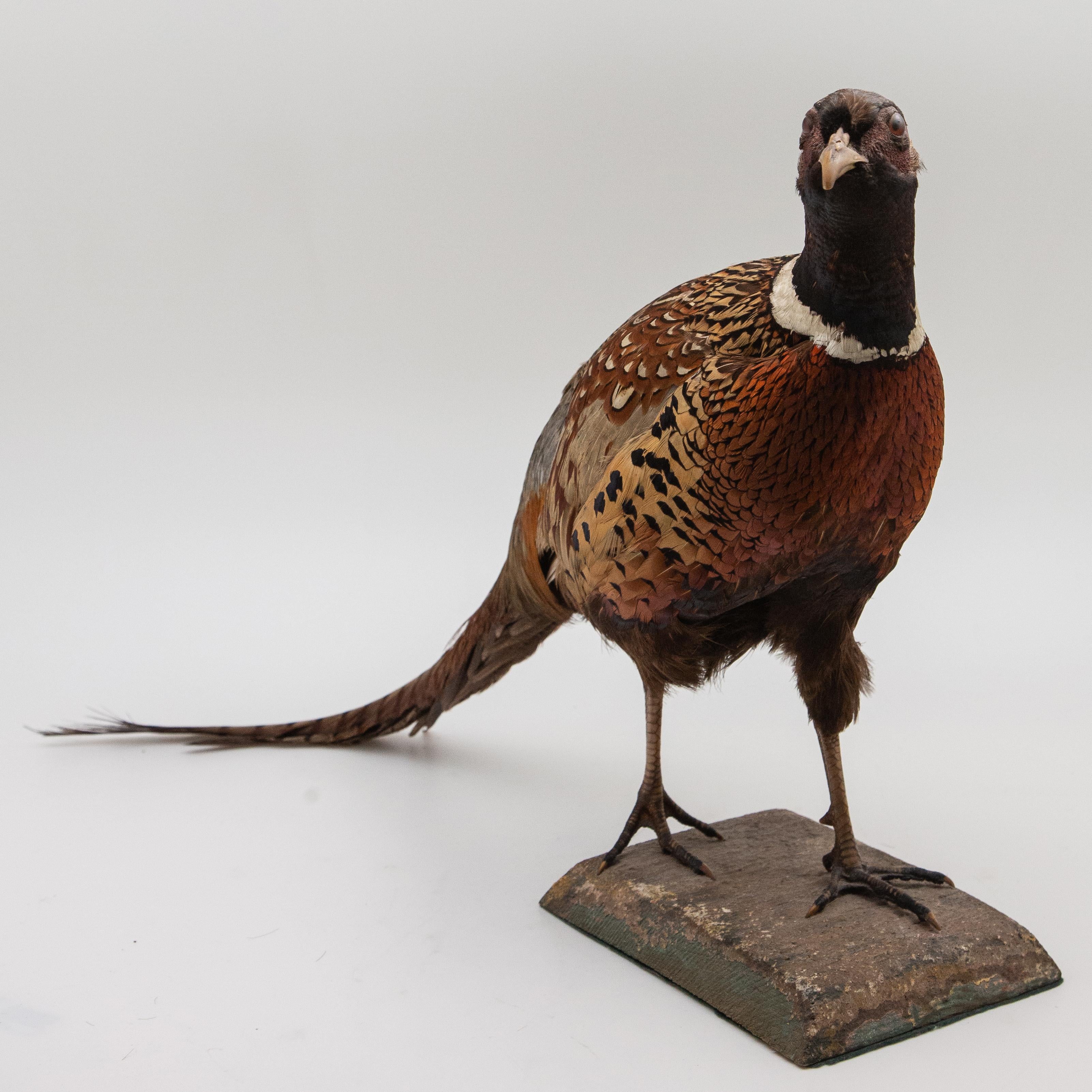 Taxidermy Ringneck pheasant. Antique taxidermy pheasant mounted on green base.

Size: 15