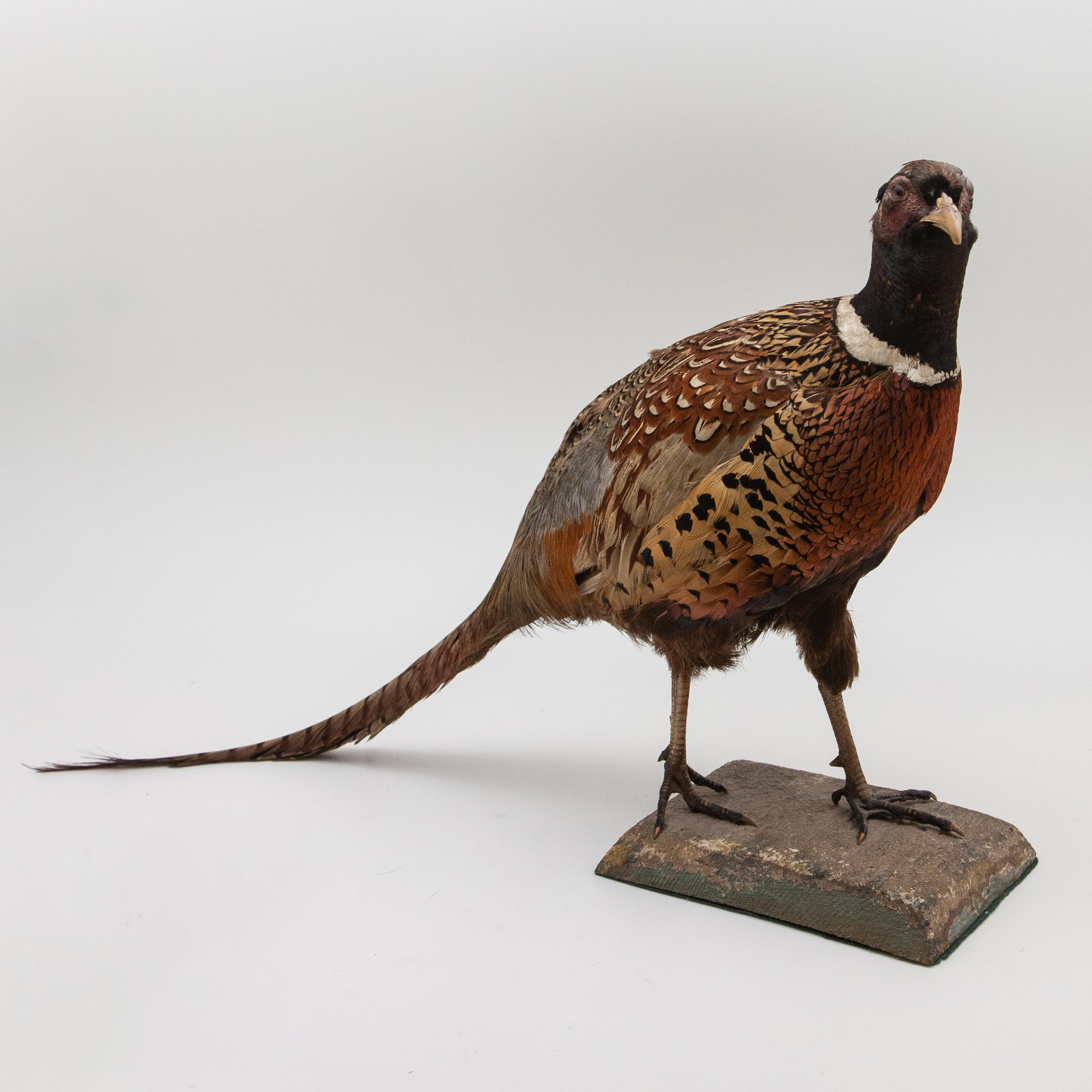 ringneck pheasant for sale