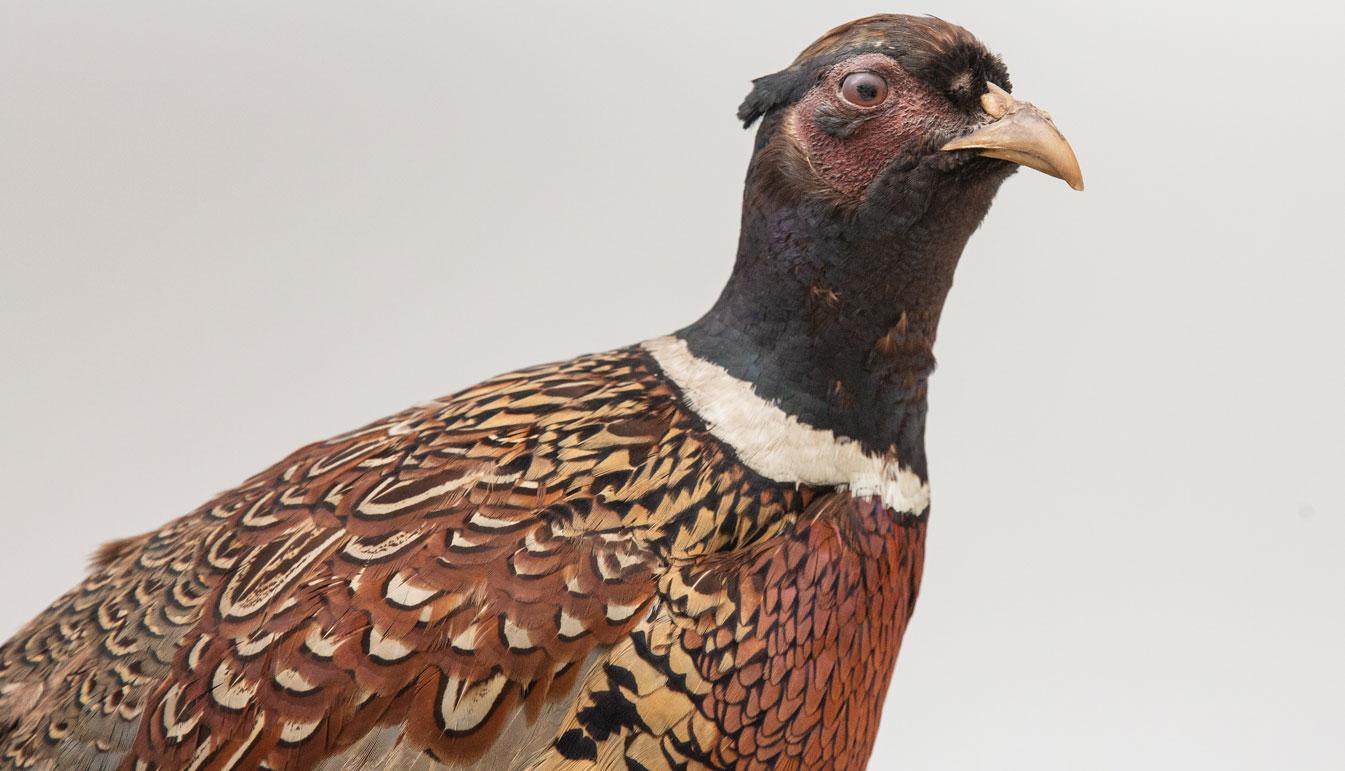 20th Century Taxidermy Ringneck Pheasant