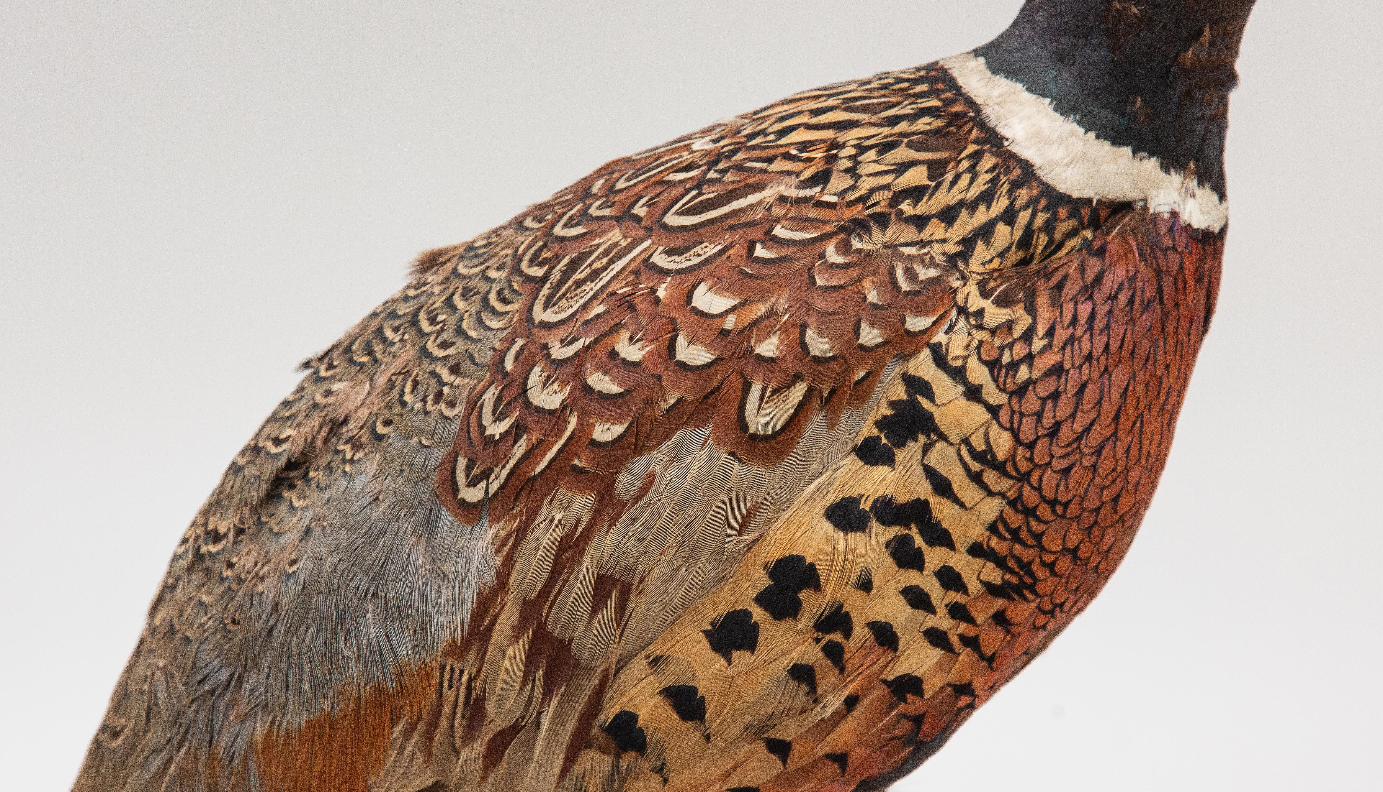 Feathers Taxidermy Ringneck Pheasant