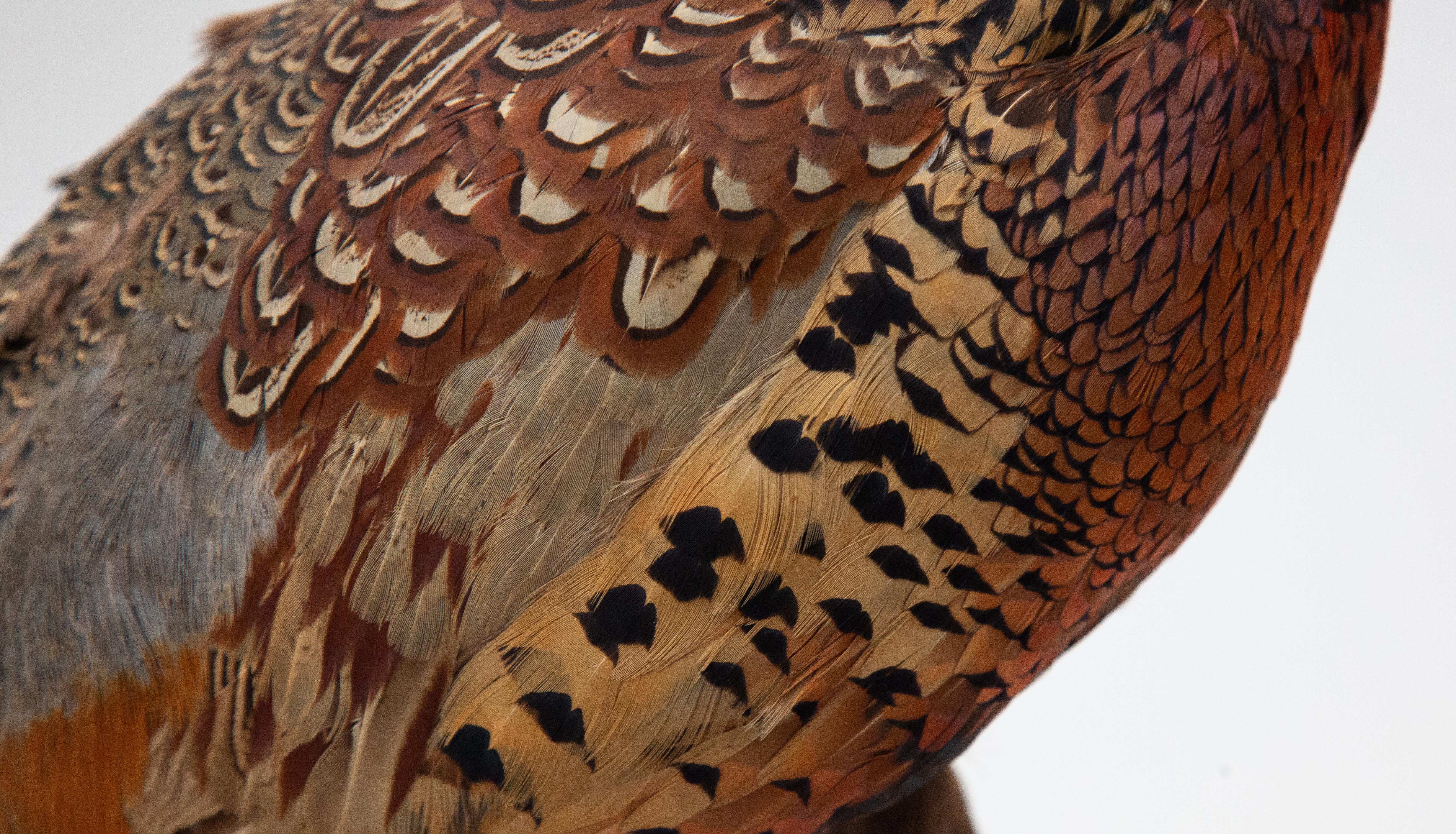 Taxidermy Ringneck Pheasant 1
