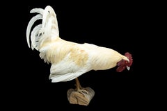 Taxidermy Rooster