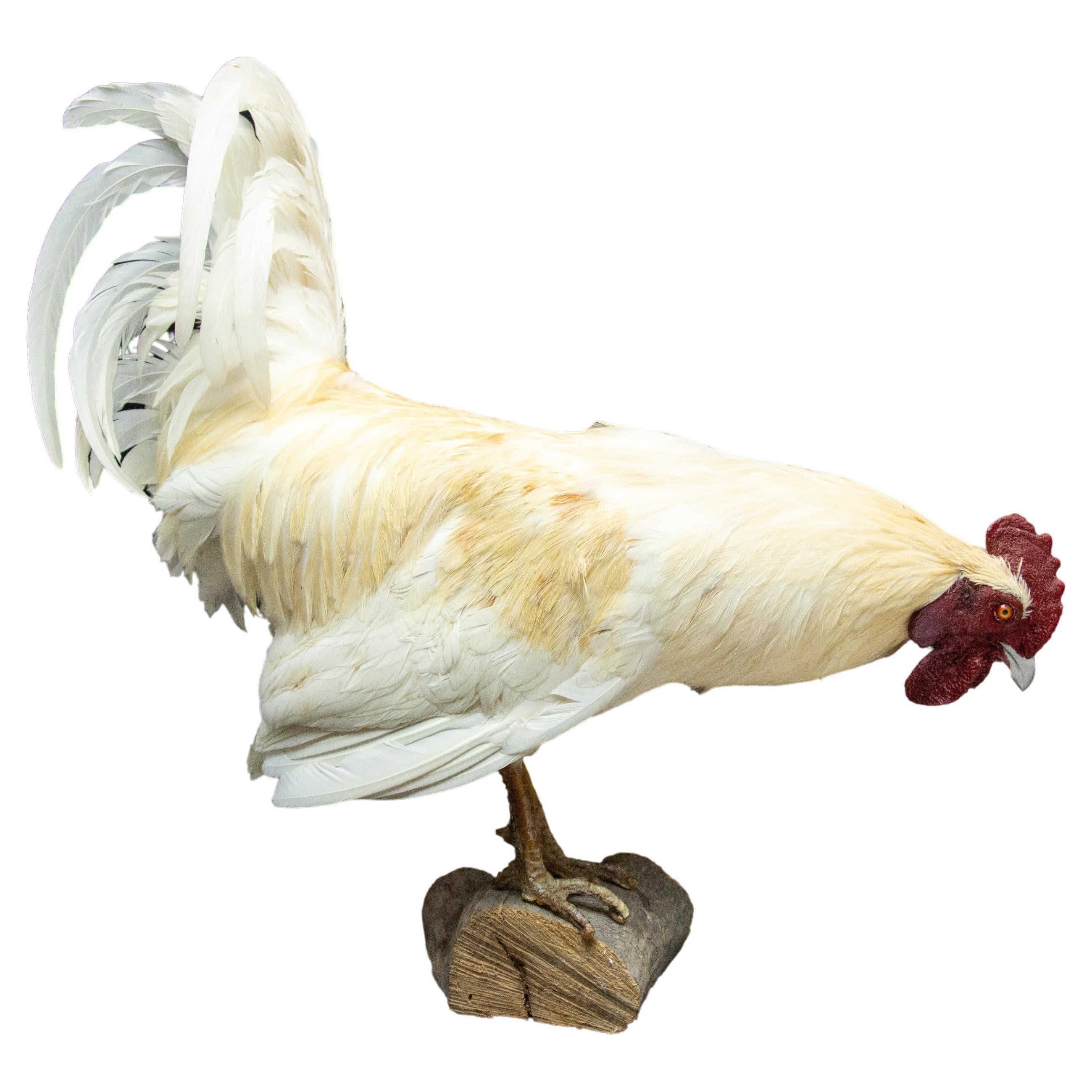 Taxidermy Rooster