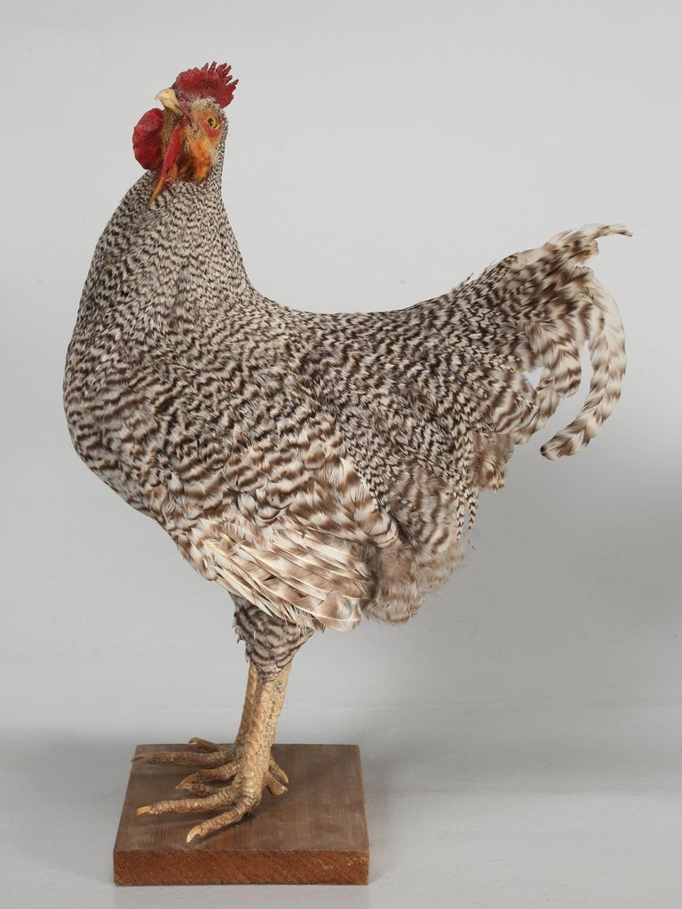 Taxidermy Roosters, Ducks and Even a Goose at 1stDibs