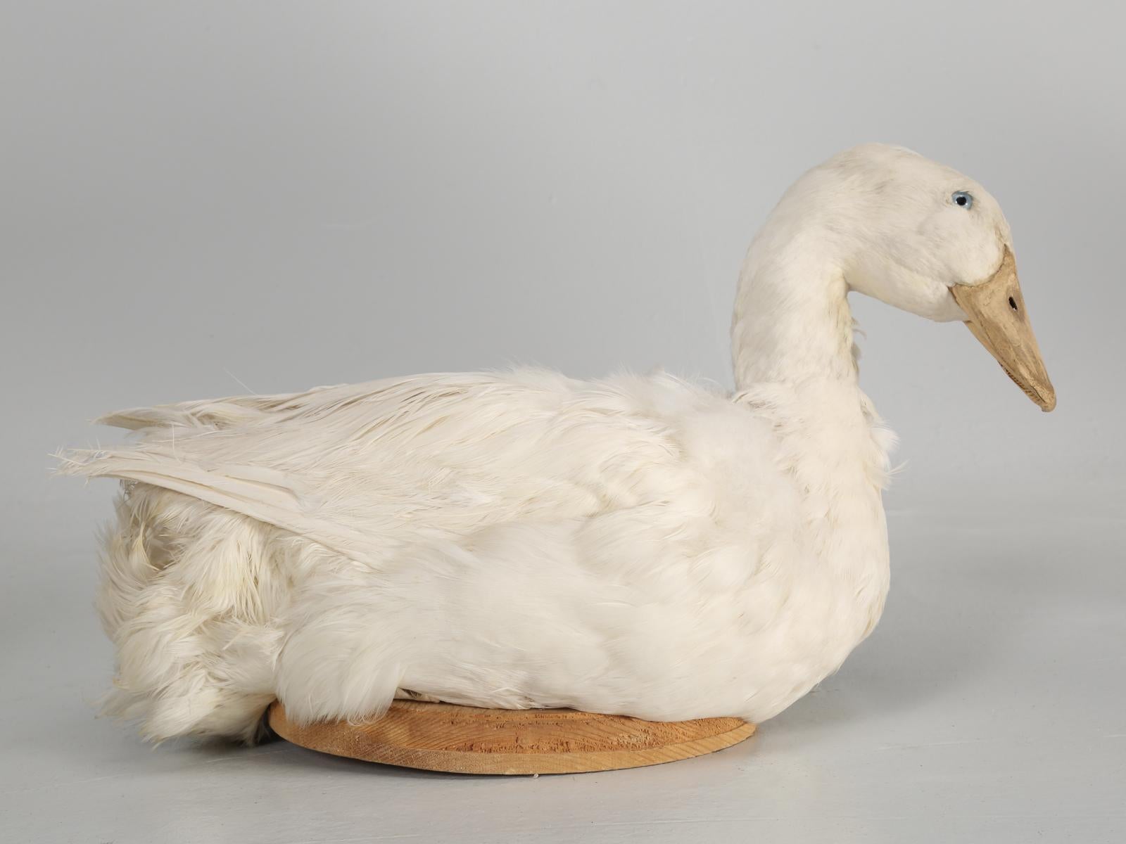 Taxidermy Roosters, Ducks and Even a Goose 3