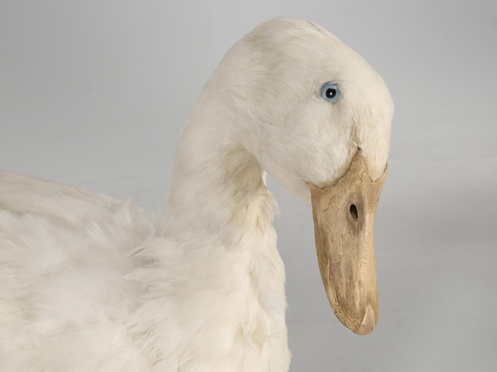 Taxidermy Roosters, Ducks and Even a Goose 4