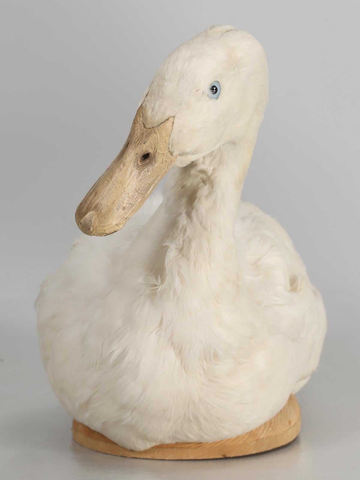 Taxidermy Roosters, Ducks and Even a Goose 5