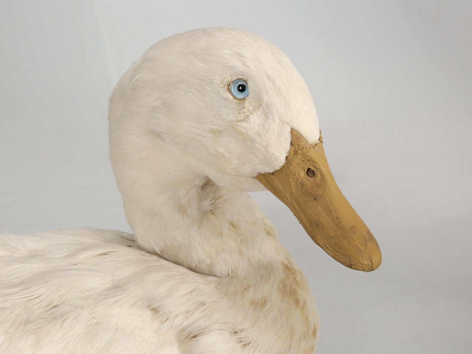 Taxidermy Roosters, Ducks and Even a Goose 6