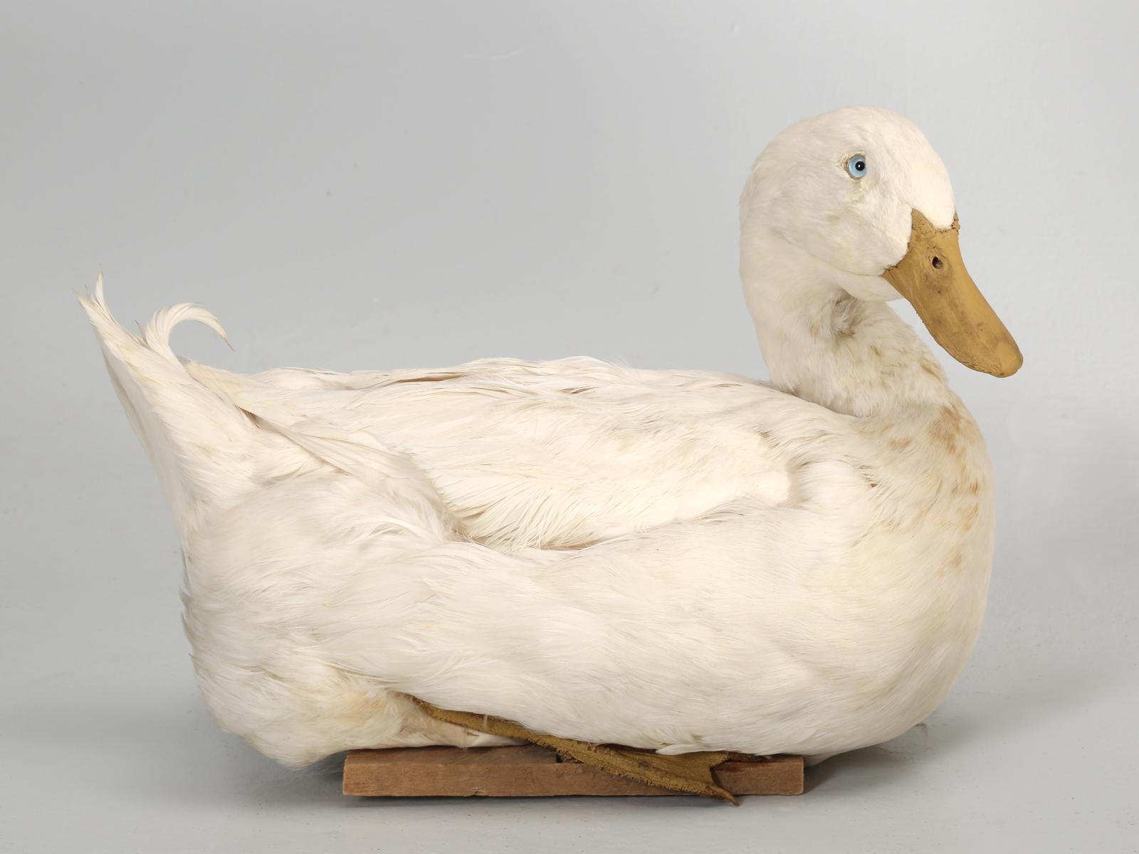 Taxidermy Roosters, Ducks and Even a Goose 7