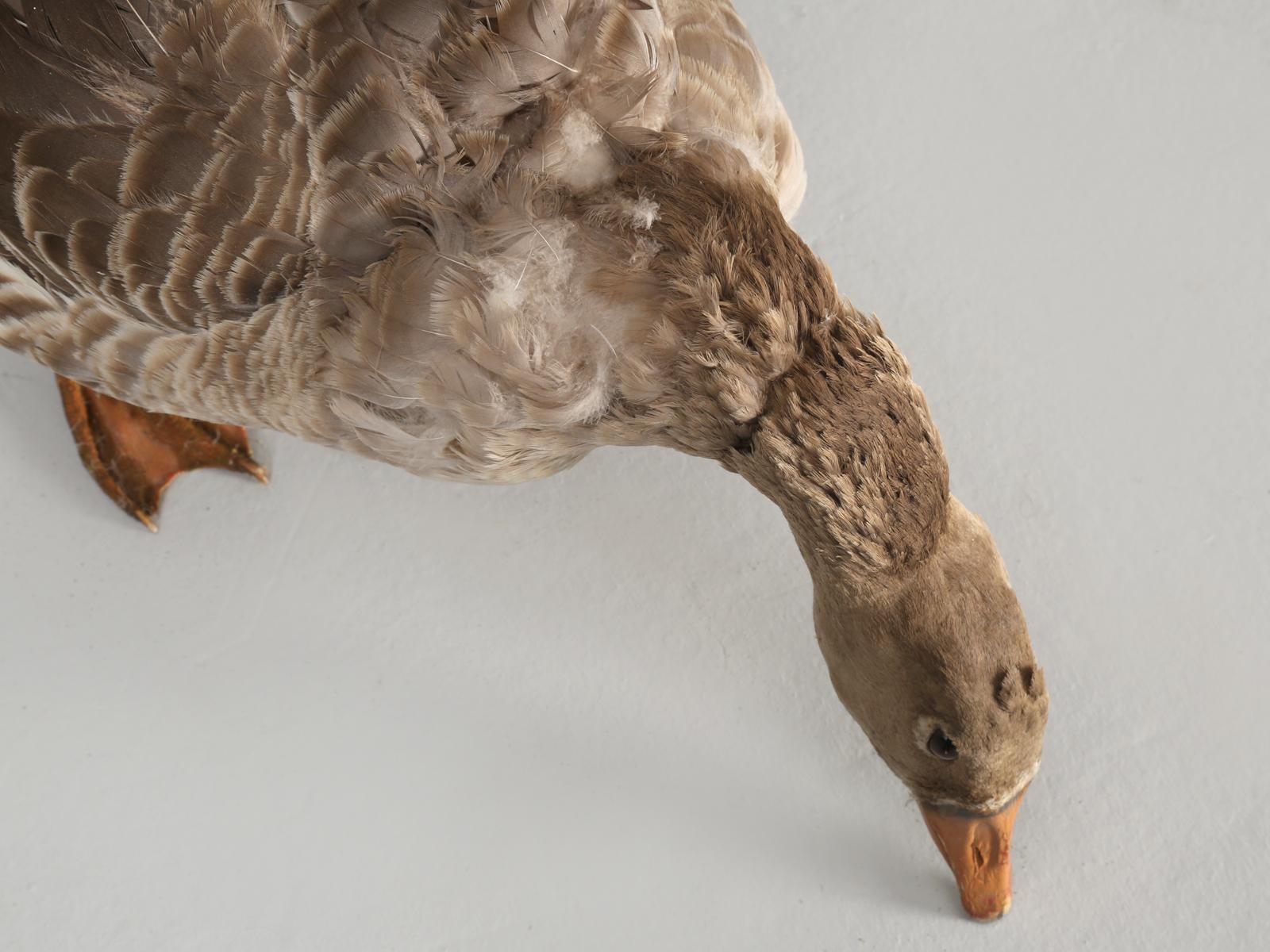 Country Taxidermy Roosters, Ducks and Even a Goose