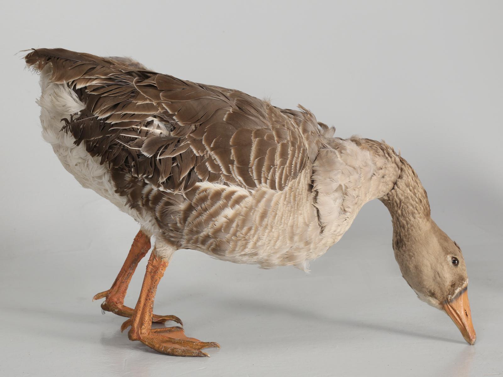 American Taxidermy Roosters, Ducks and Even a Goose