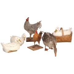 Vintage Taxidermy Roosters, Ducks and Even a Goose
