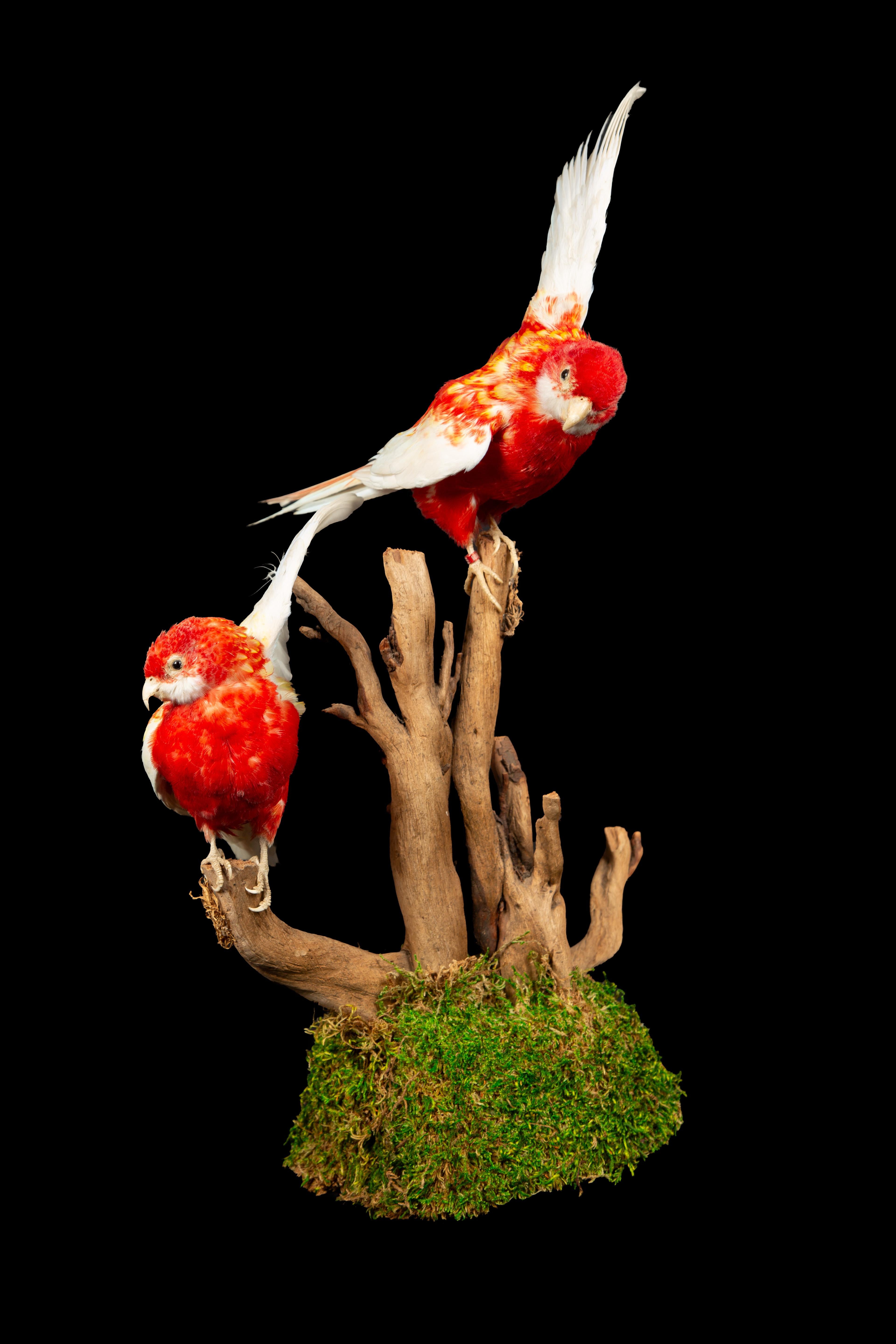 Exquisite Taxidermy Rubella Eastern Rozella Parrots meticulously mounted in a breathtakingly naturalistic display. These captivating avian specimens showcase the Eastern Rosella (Platycercus eximius), a brilliantly hued and enchanting parrot