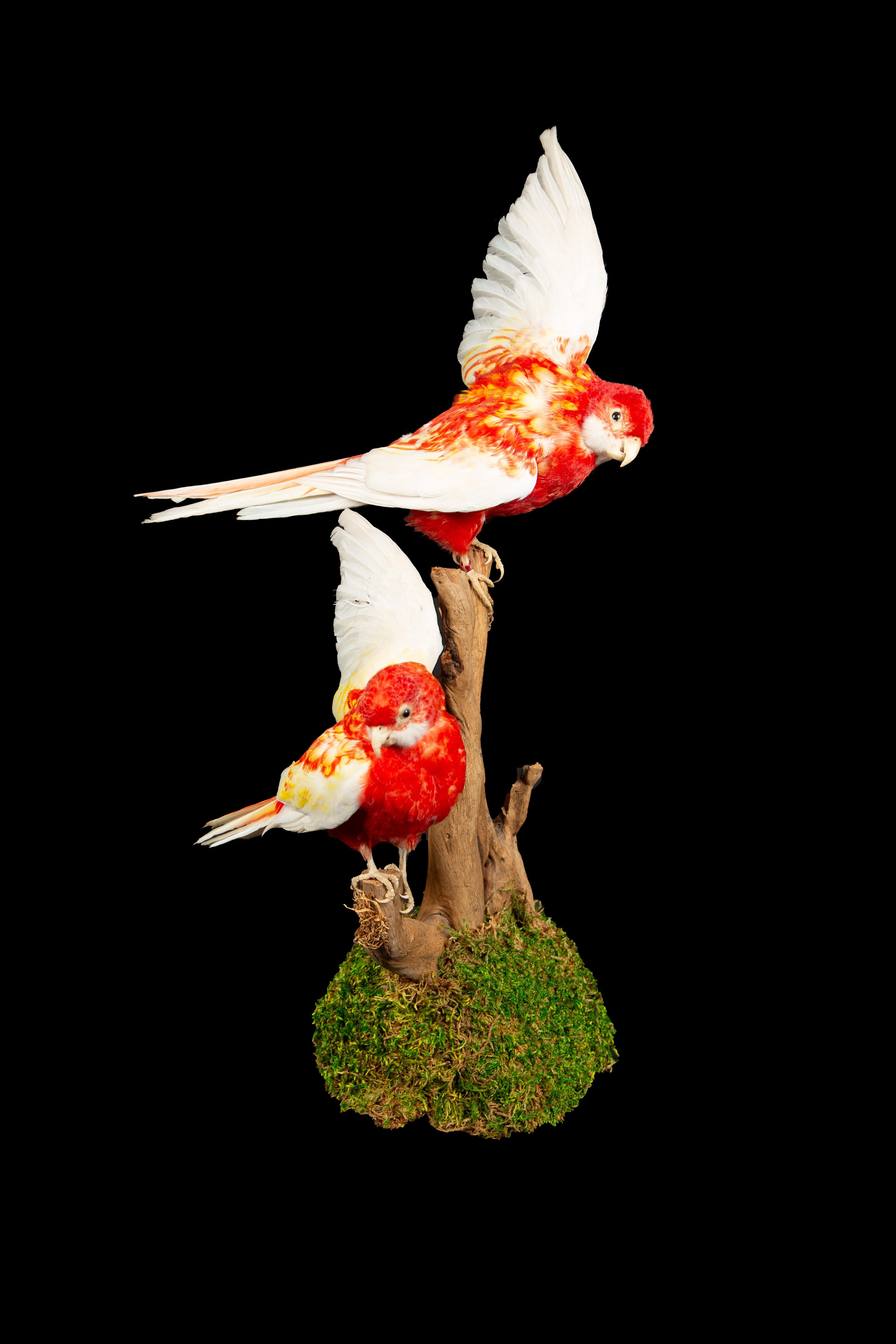 Taxidermy Rubella Eastern Rozella Parrots on a Naturalistic Mount In New Condition In New York, NY