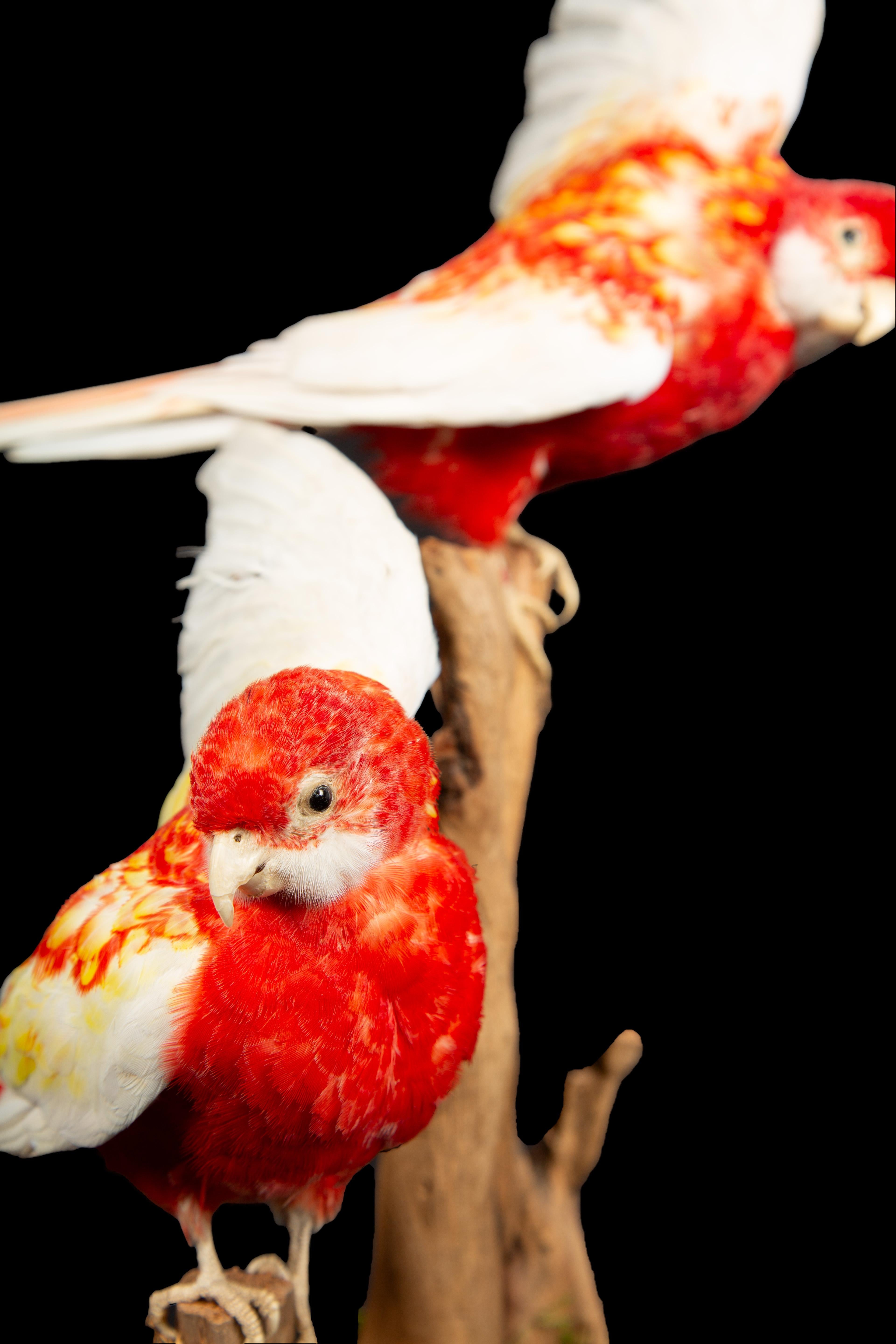 Contemporary Taxidermy Rubella Eastern Rozella Parrots on a Naturalistic Mount