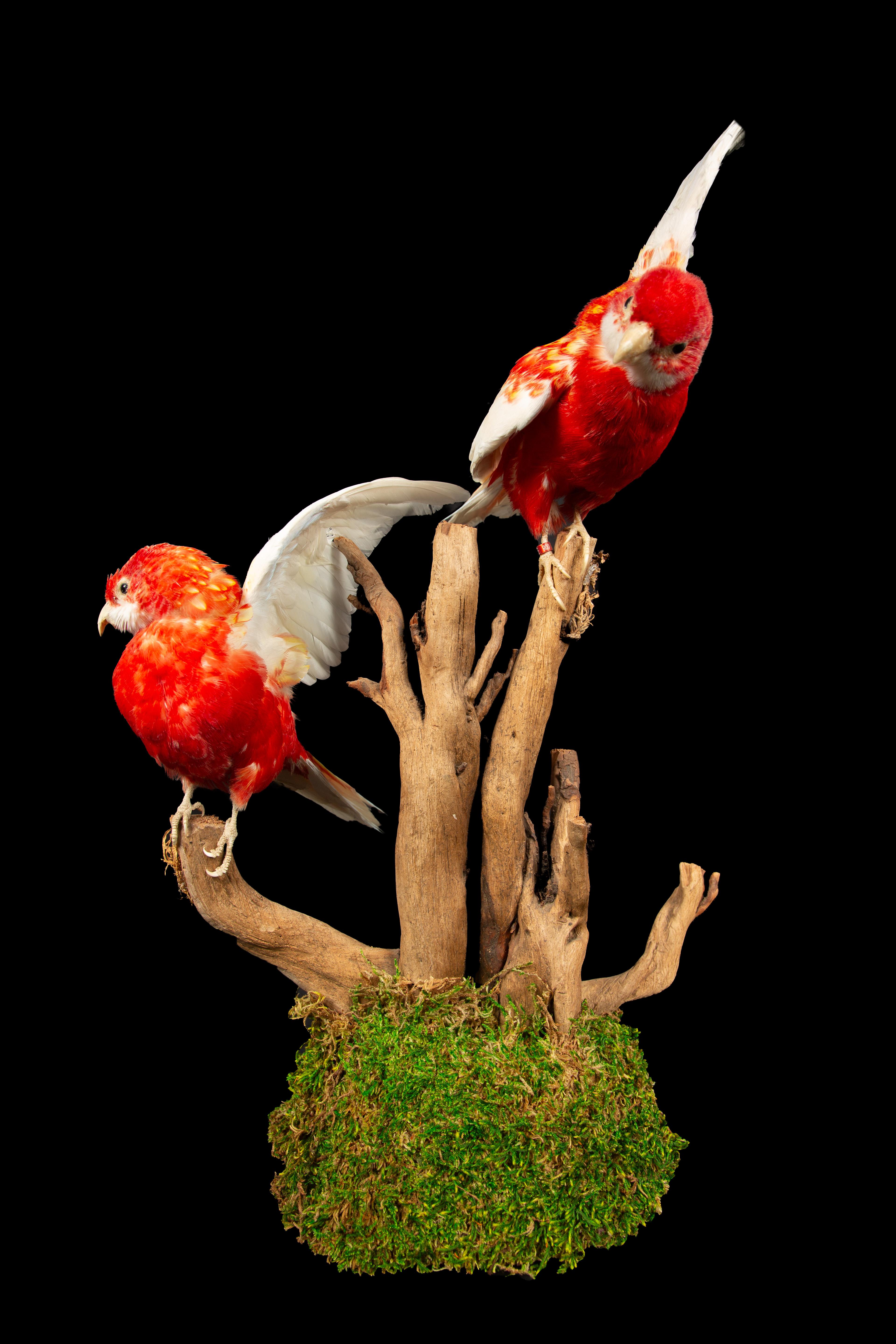 Wood Taxidermy Rubella Eastern Rozella Parrots on a Naturalistic Mount