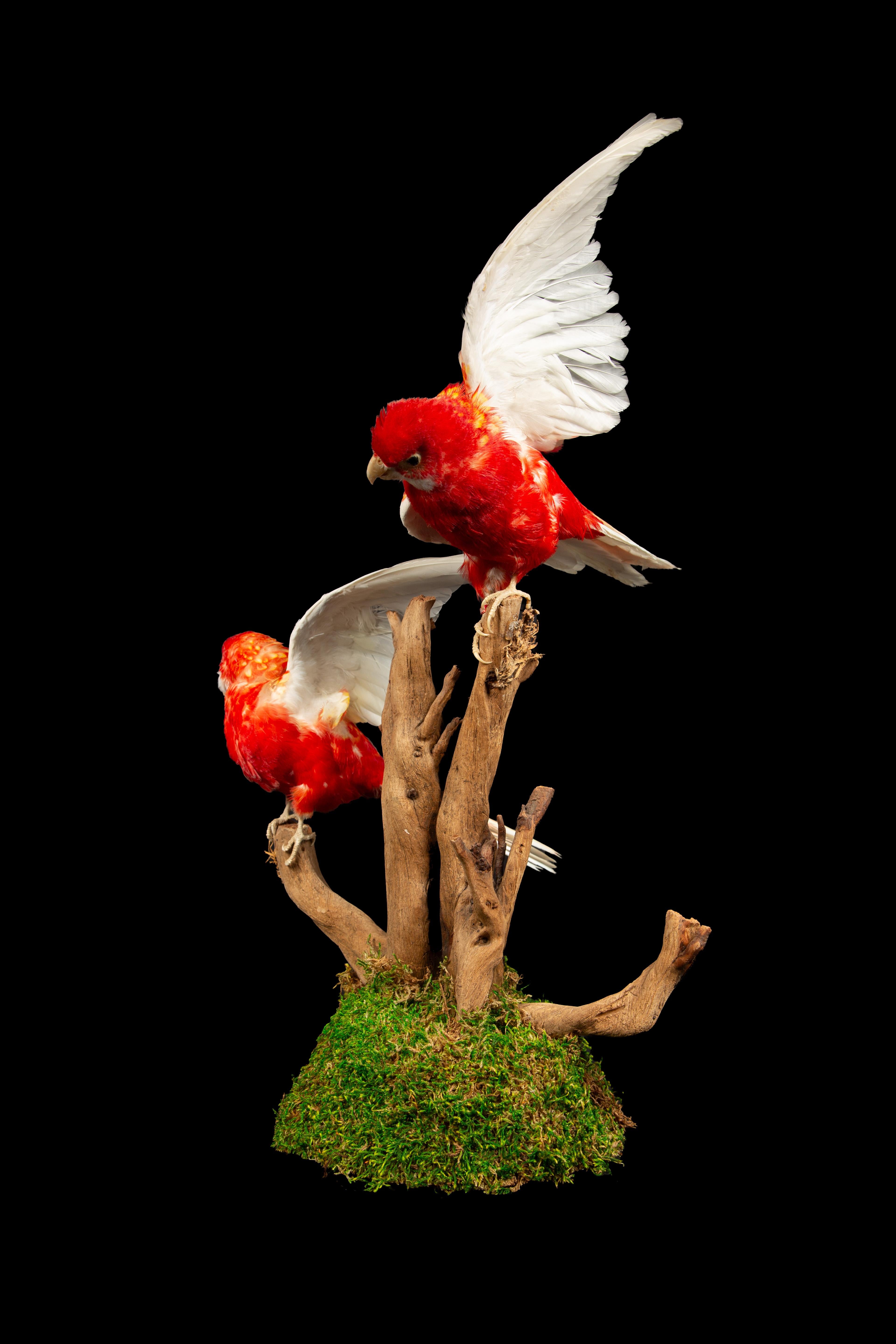 Taxidermy Rubella Eastern Rozella Parrots on a Naturalistic Mount 1