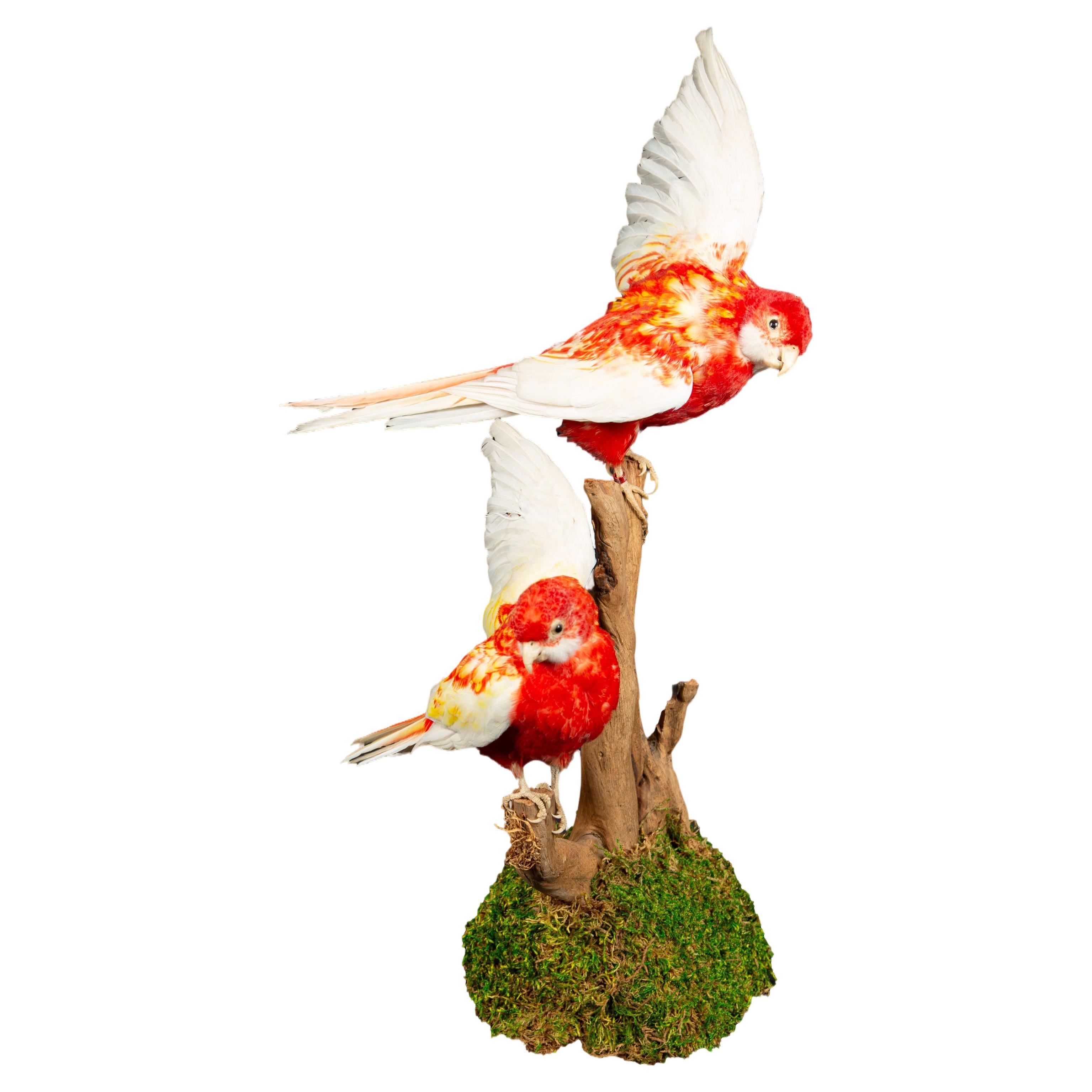 Taxidermy Rubella Eastern Rozella Parrots on a Naturalistic Mount