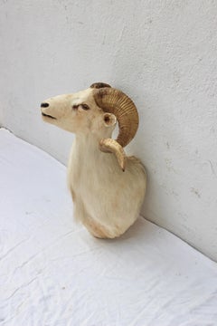 Taxidermy Sheep Wall Mount