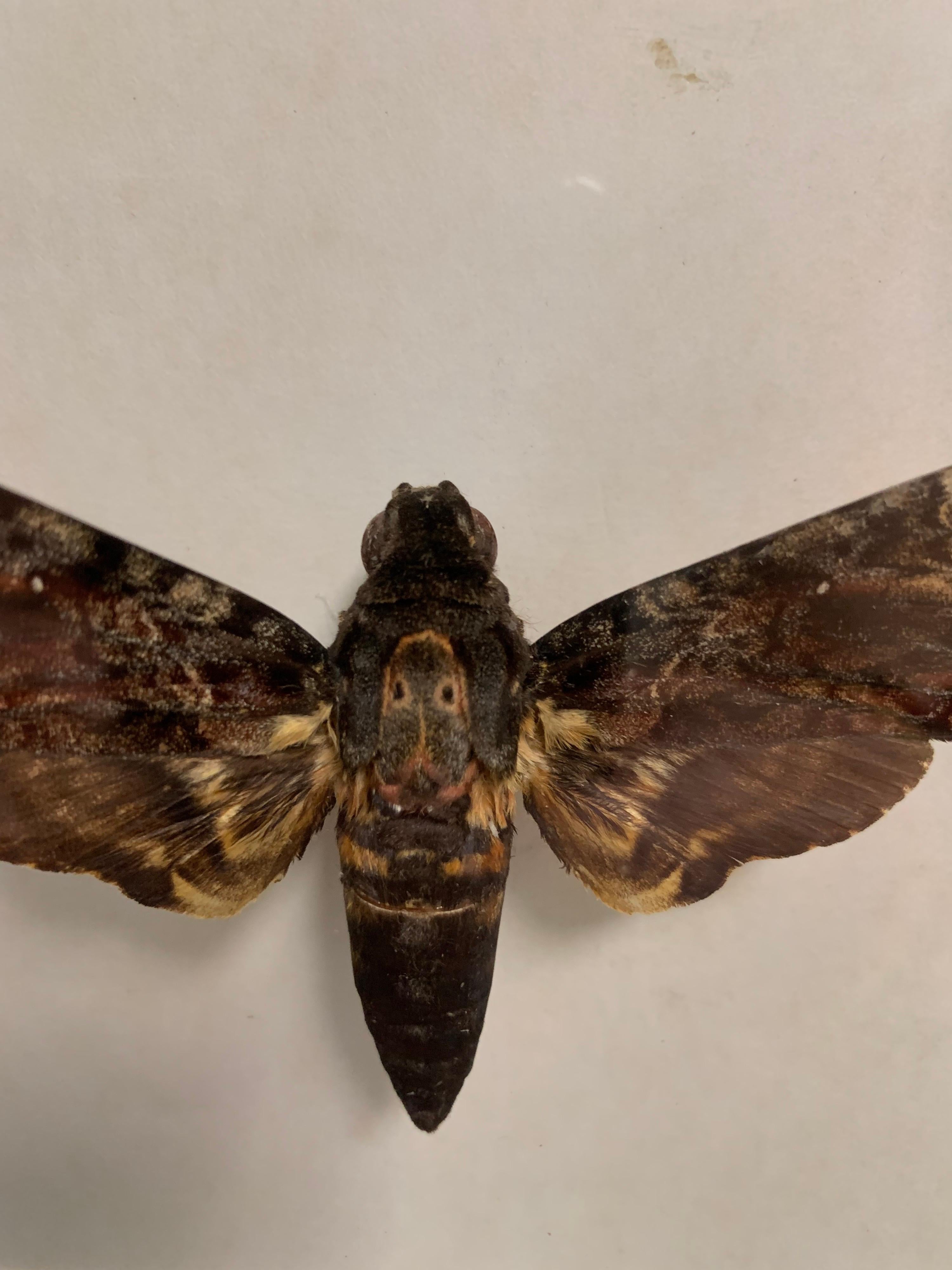 Ever seen Silence of the lambs? This is a skillfully prepared Death's Head Moth, Latin (Acherontia Lachesis). The details are absolutely stunning and has a beautifull skull on his back. Great for decoration or to study. Non-Cites species.

The