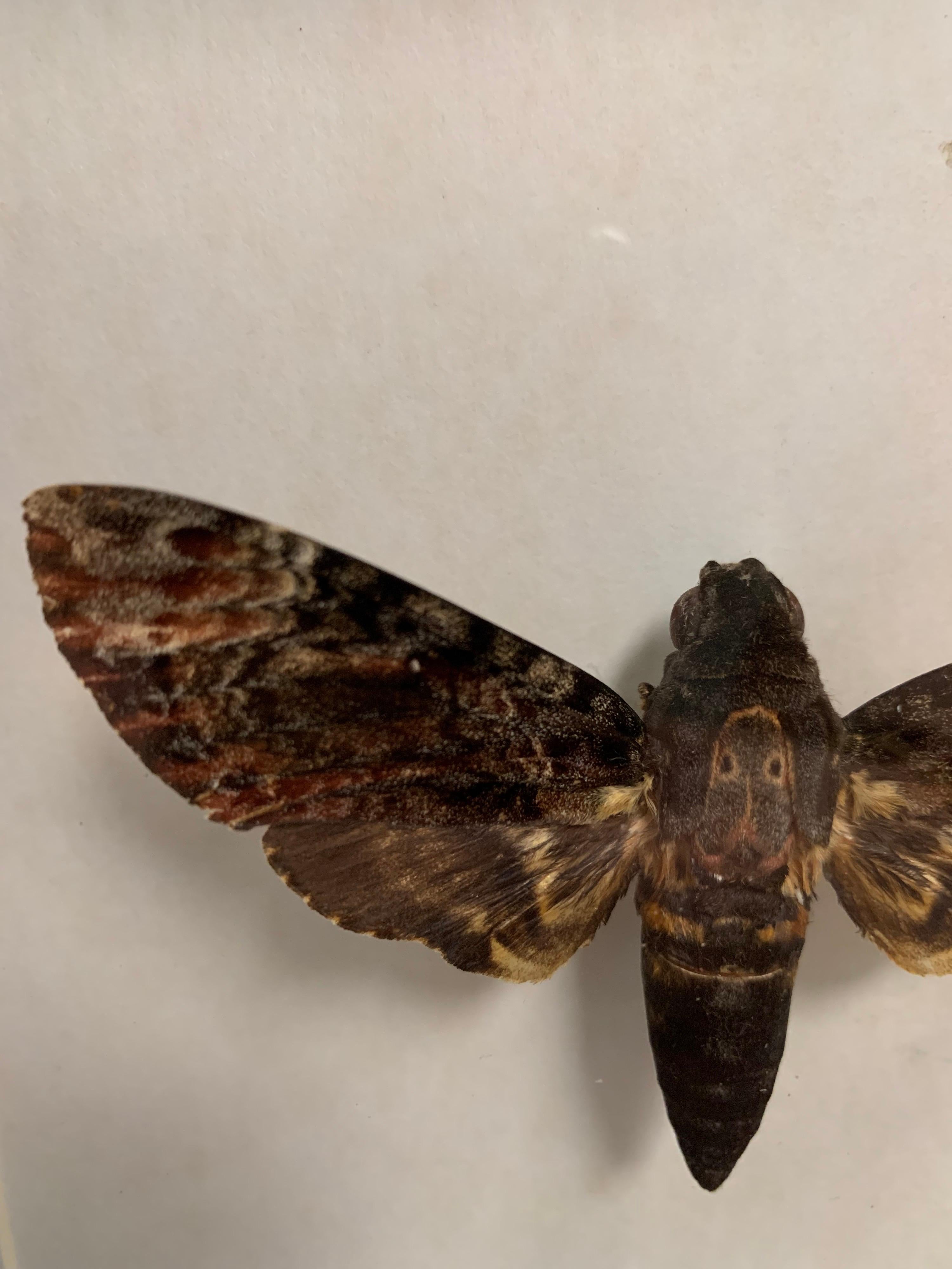 taxidermy death head moth