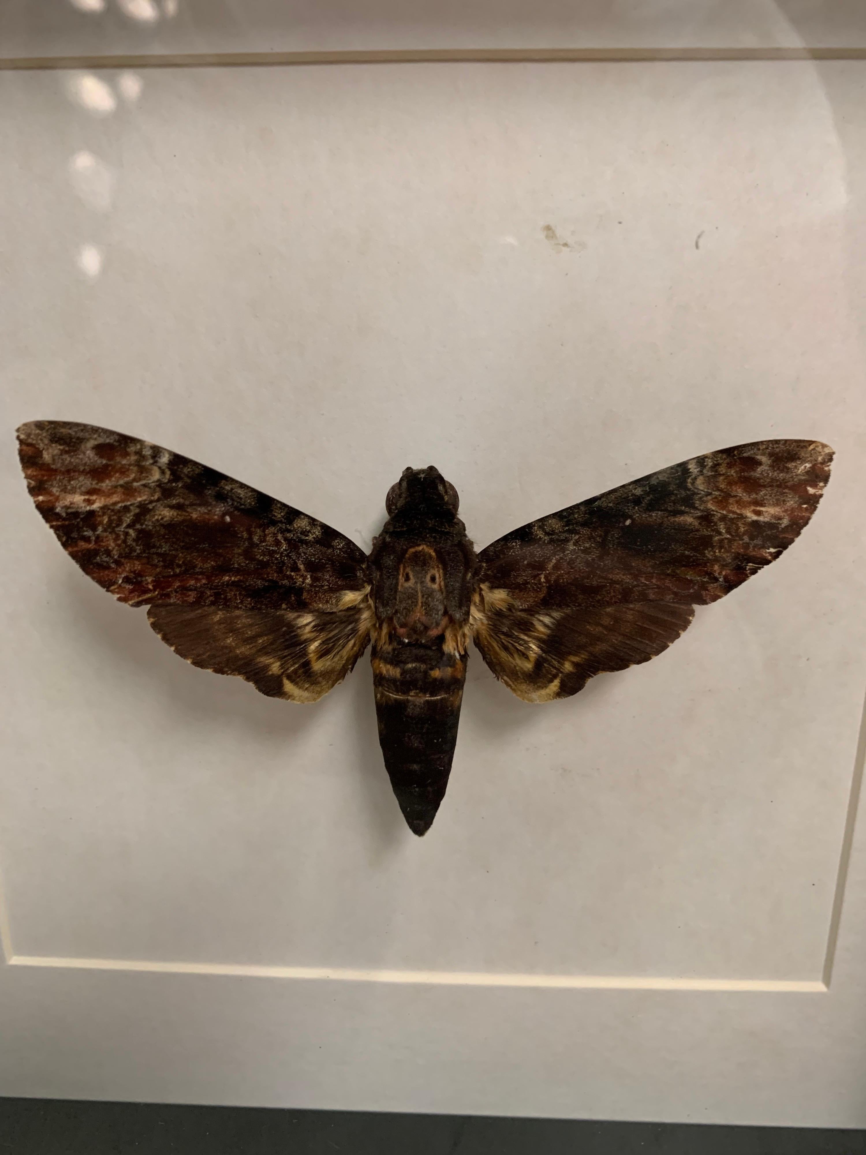 death head moth taxidermy