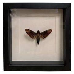 Taxidermy "Slicence of the Lambs" Death's Head Moth in Glaas Wood Case