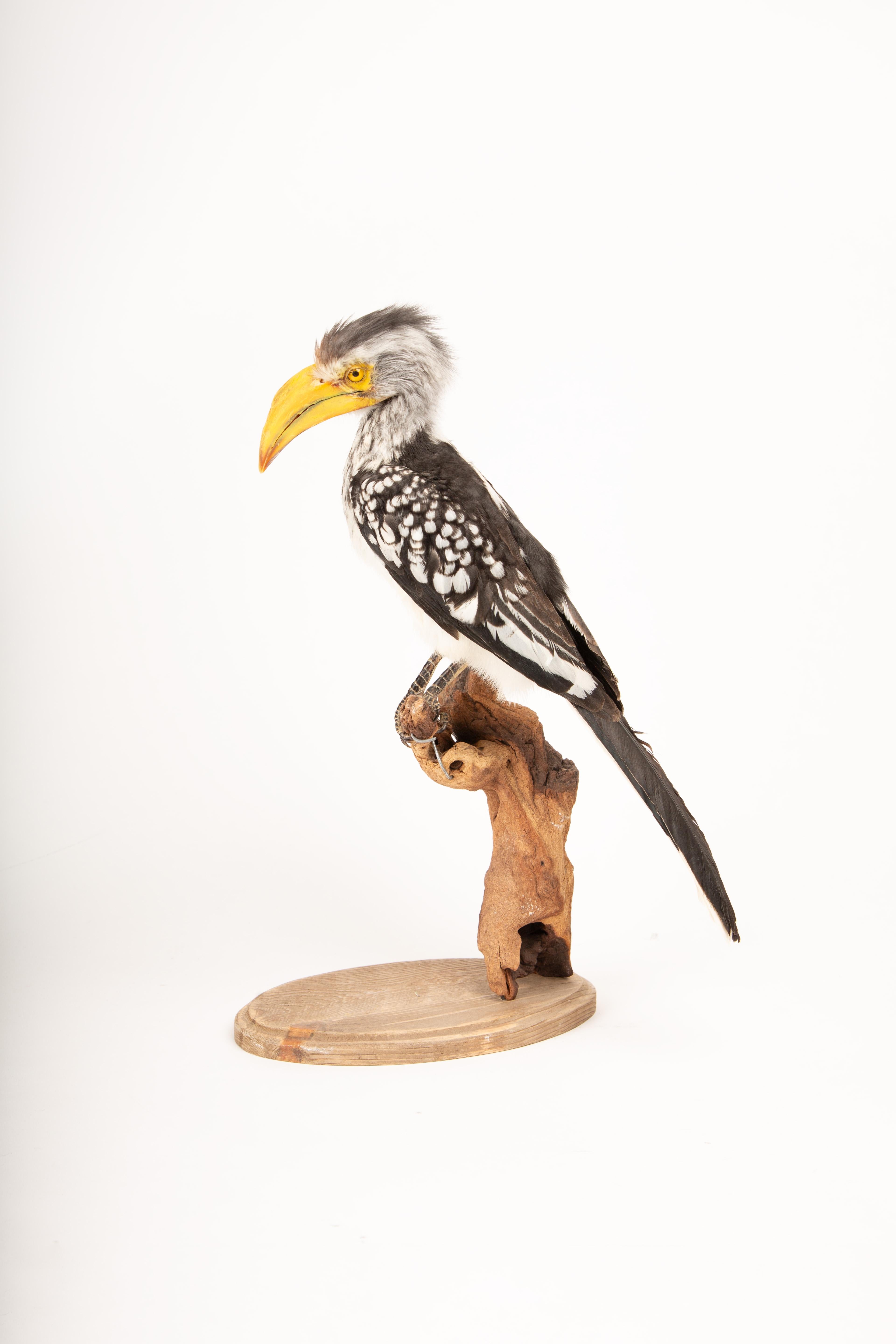 Ce spécimen de taxidermie préparé par des experts représente un calao à bec jaune (Tockus leucomelas), un oiseau remarquable originaire des savanes arides d'Afrique australe. Remarquable pour son long bec jaune recourbé et son plumage noir et blanc,