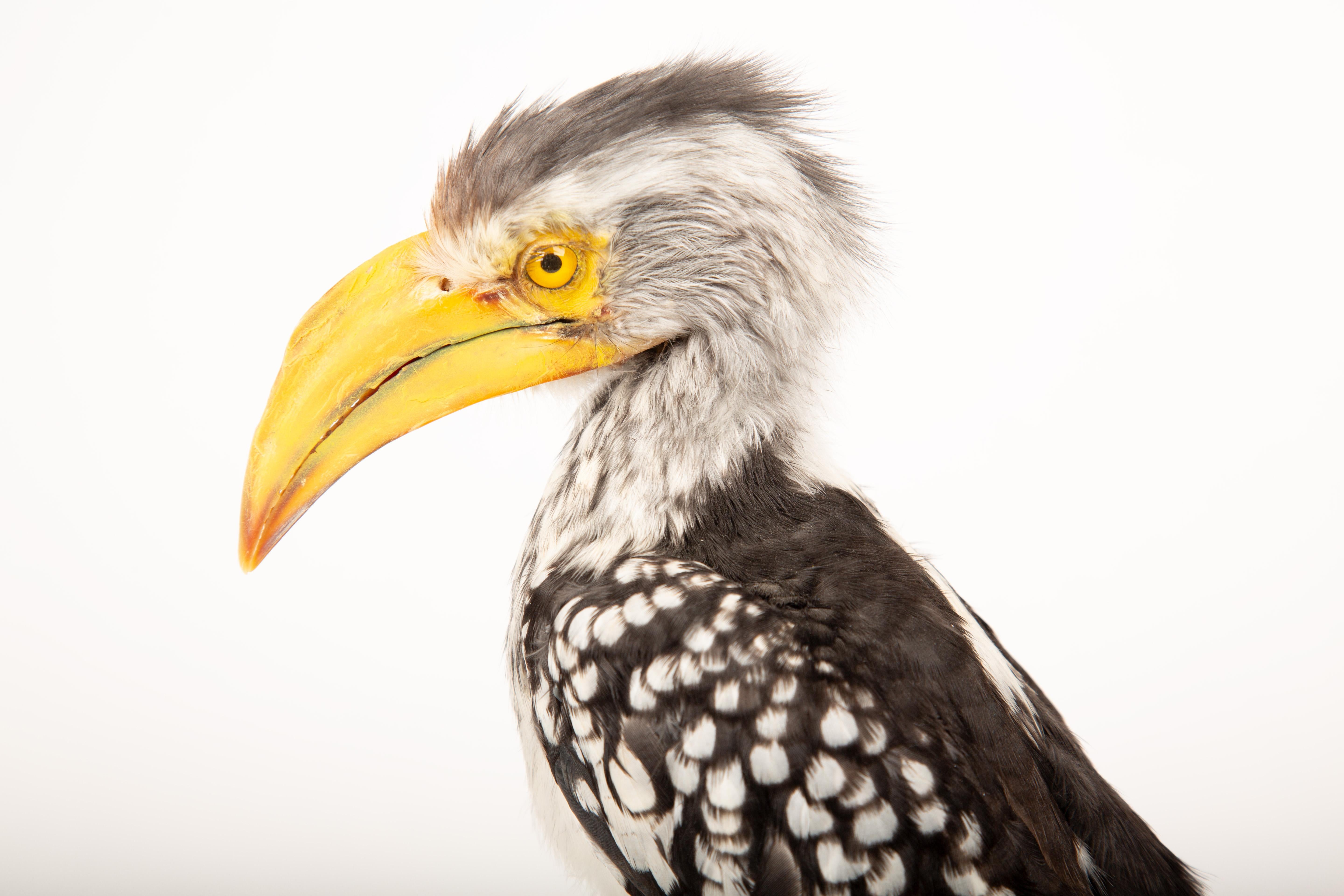 Taxidermie du Sud, corne d'abondance jaune sur support en bois flotté Neuf - En vente à New York, NY