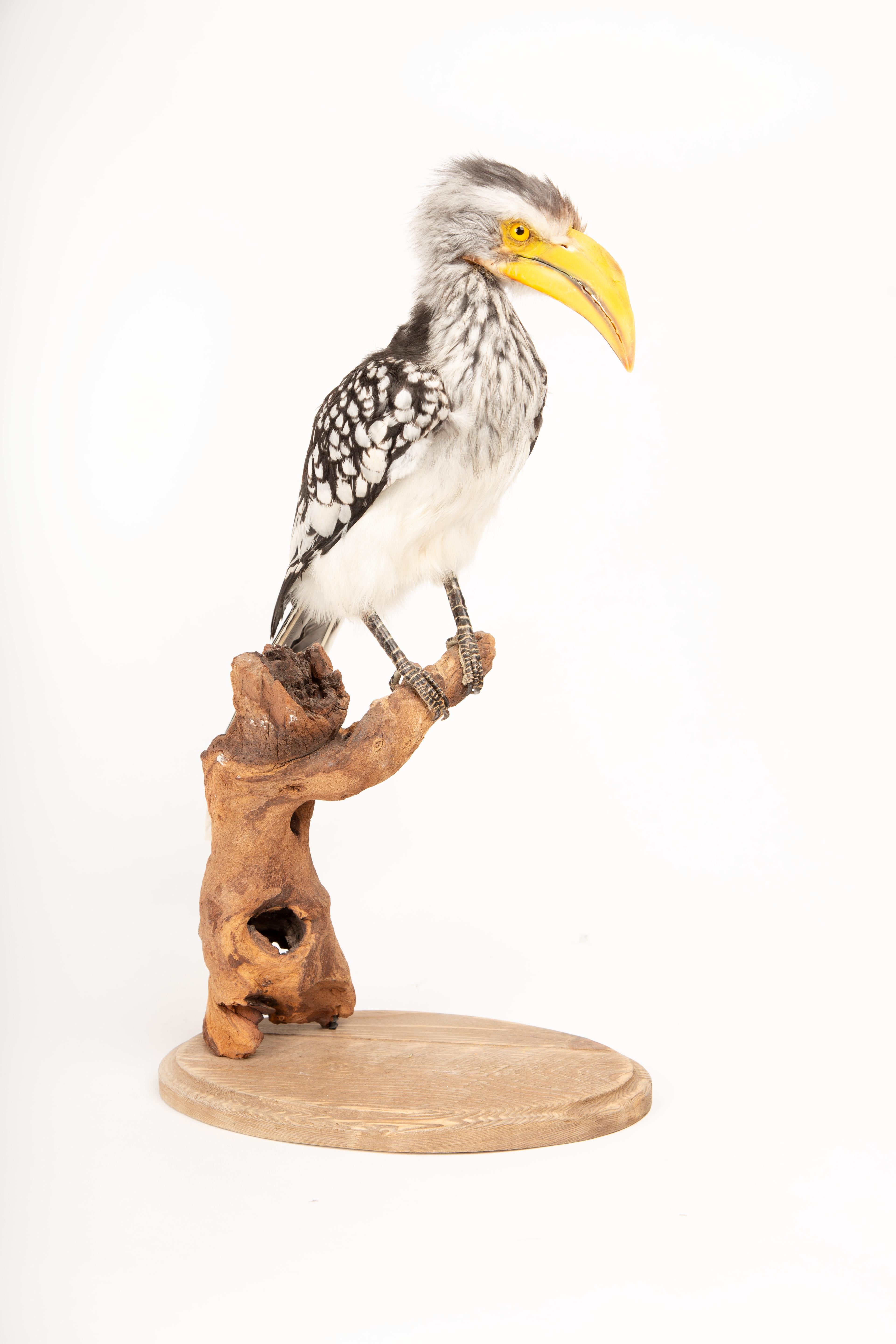 XXIe siècle et contemporain Taxidermie du Sud, corne d'abondance jaune sur support en bois flotté en vente