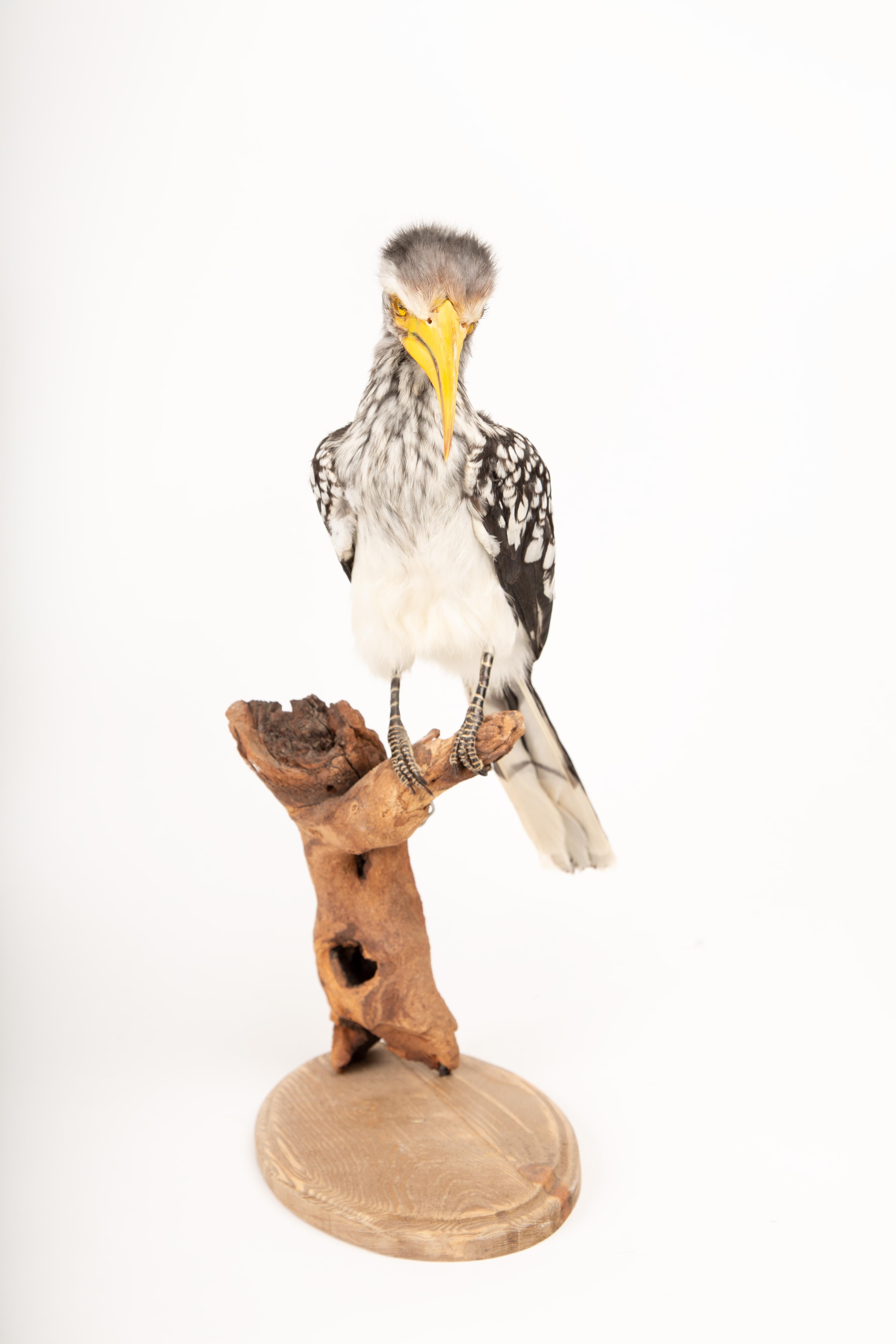 Plumes Taxidermie du Sud, corne d'abondance jaune sur support en bois flotté en vente